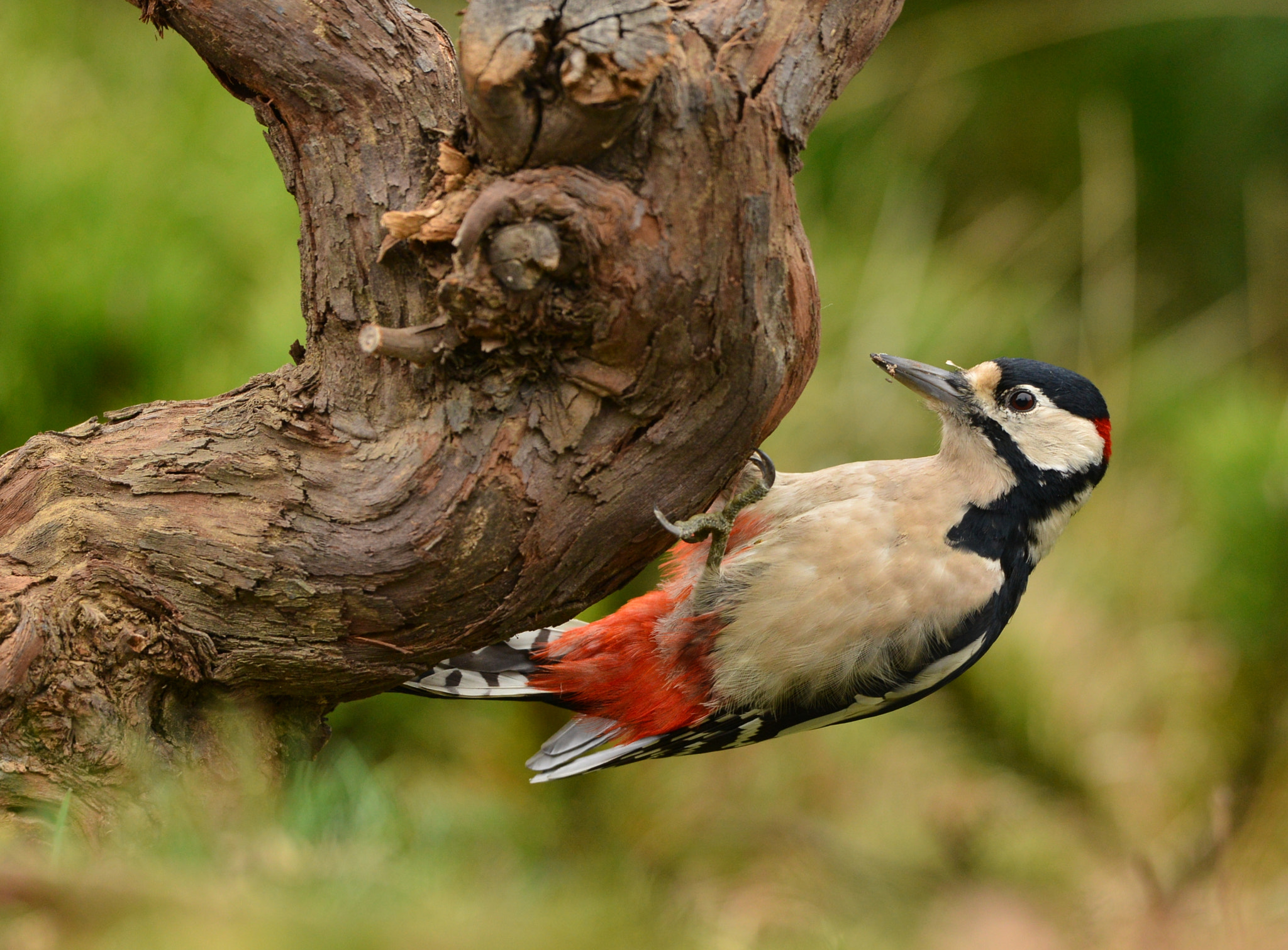 Nikon D600 + Nikon AF-S Nikkor 500mm F4G ED VR sample photo. Grote bonte specht photography