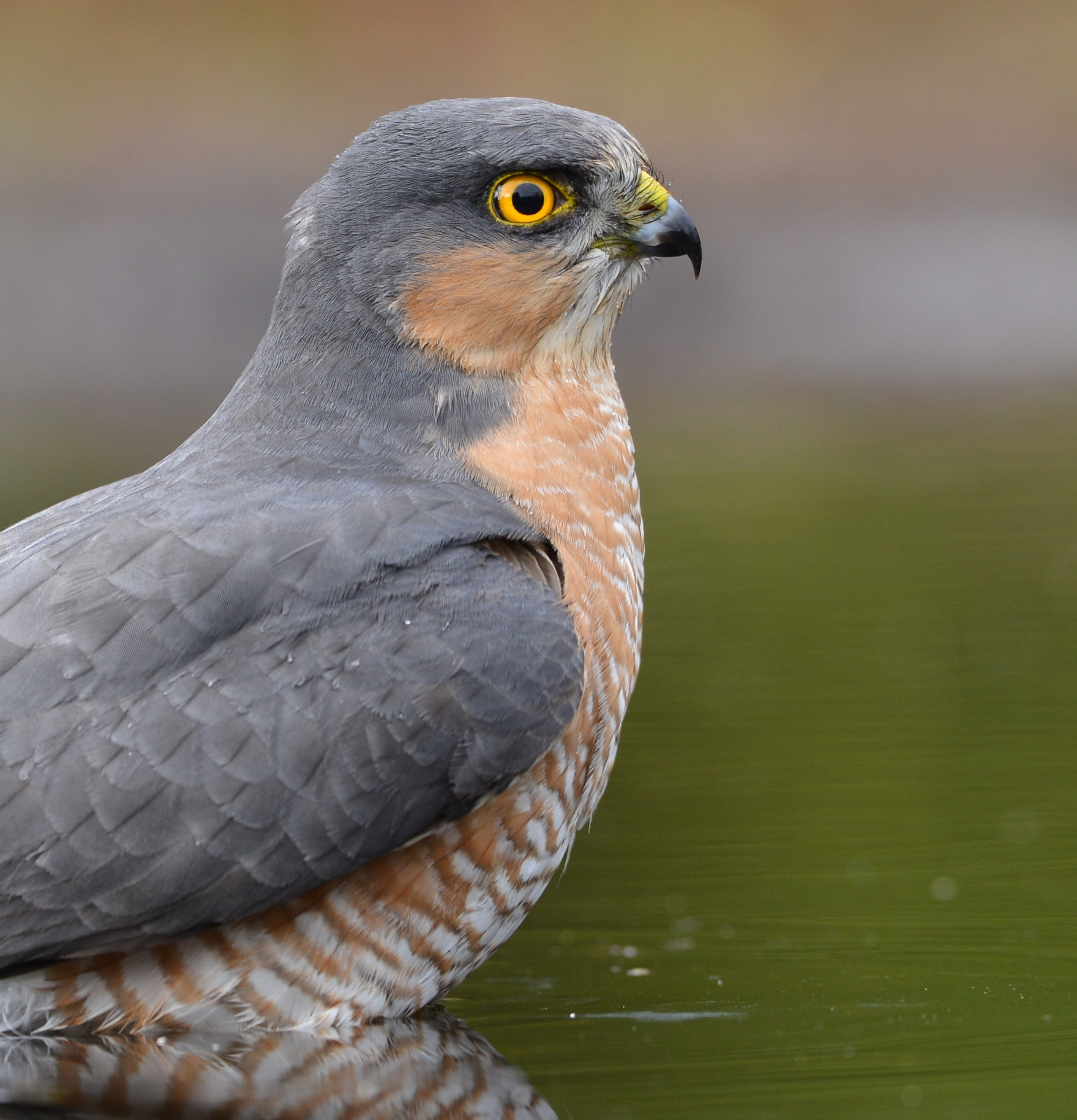 Nikon D600 + Nikon AF-S Nikkor 500mm F4G ED VR sample photo. Sperwer photography