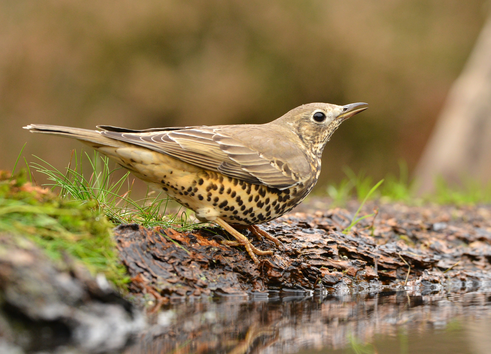 Nikon D600 + Nikon AF-S Nikkor 500mm F4G ED VR sample photo. Zanglijster photography
