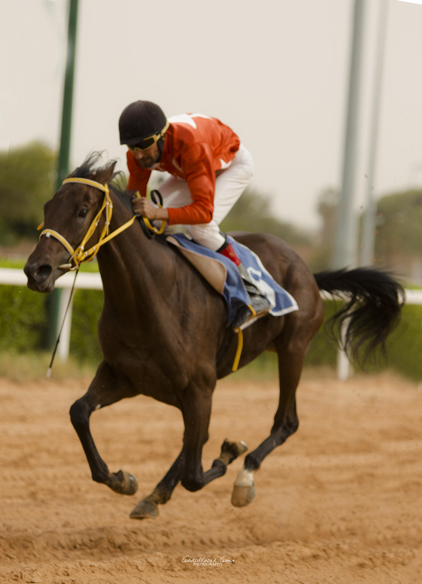 Sigma 70-200mm F2.8 EX DG OS HSM sample photo. Horse riding photography