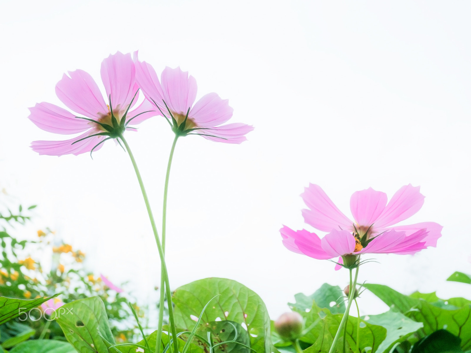 Fujifilm X-A2 + Fujifilm XF 18mm F2 R sample photo. Pretty(cosmos)Ⅱ photography