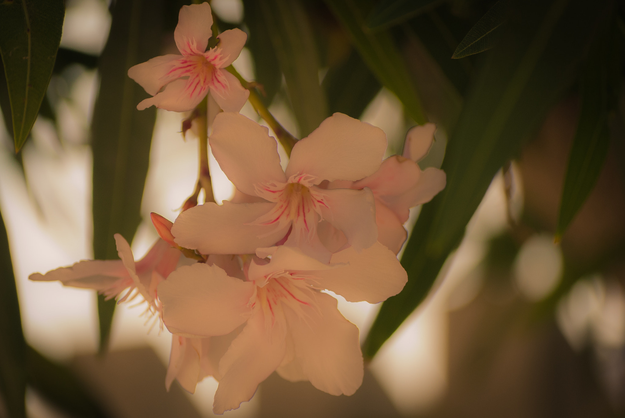 Nikon D40X sample photo. Beauty photography