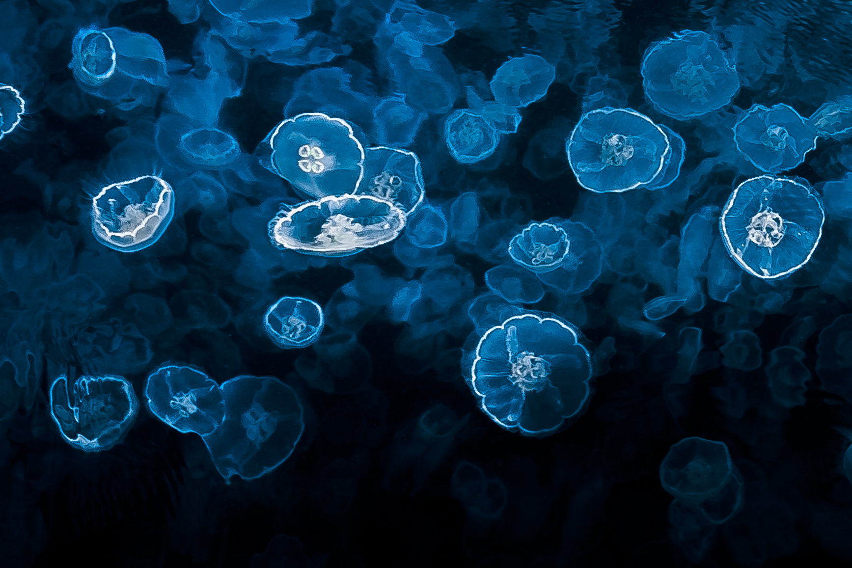 Sony DT 30mm F2.8 Macro SAM sample photo. Squid photography