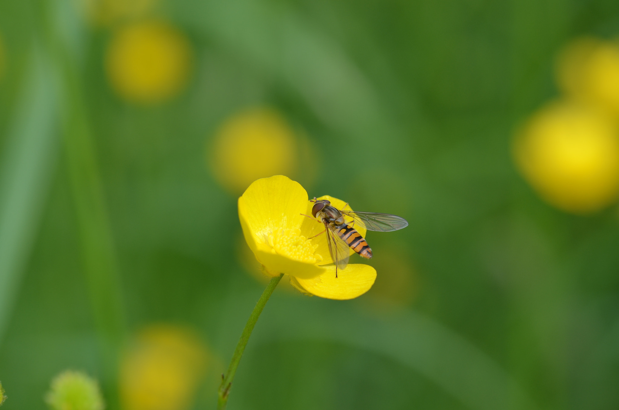 Sigma 105mm F2.8 EX DG OS HSM sample photo. Sunny days of summer photography