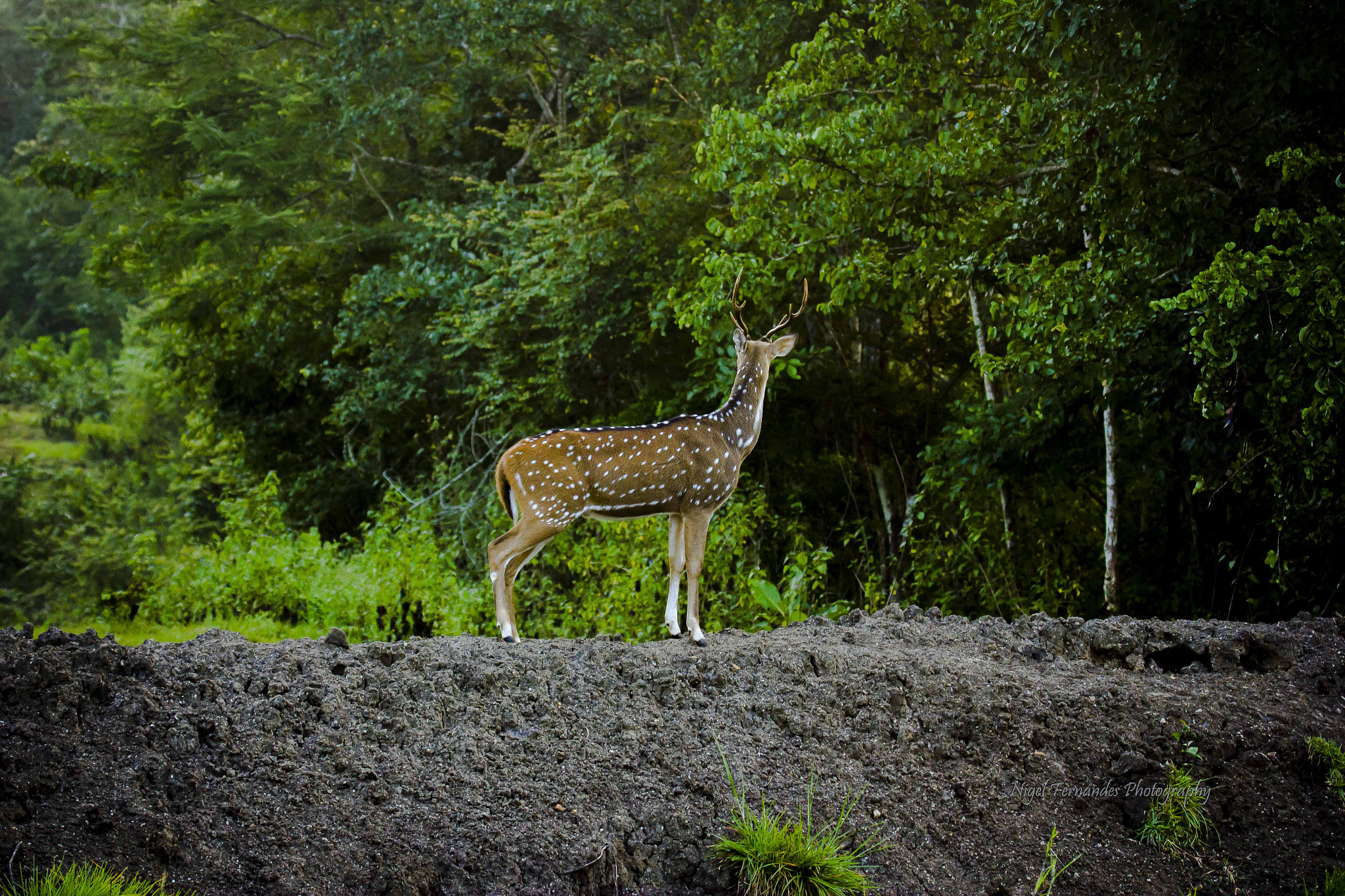 Canon EF 100-400mm F4.5-5.6L IS USM sample photo. Kabini photography