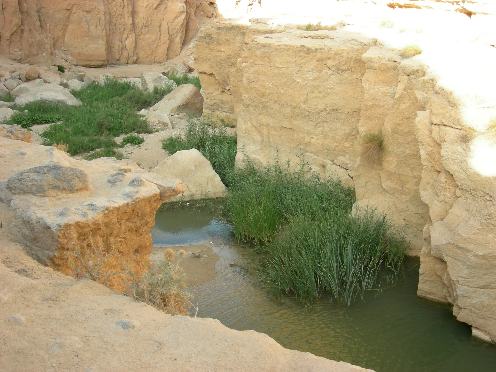 Nikon COOLPIX P2 sample photo. The oases of tunesia photography