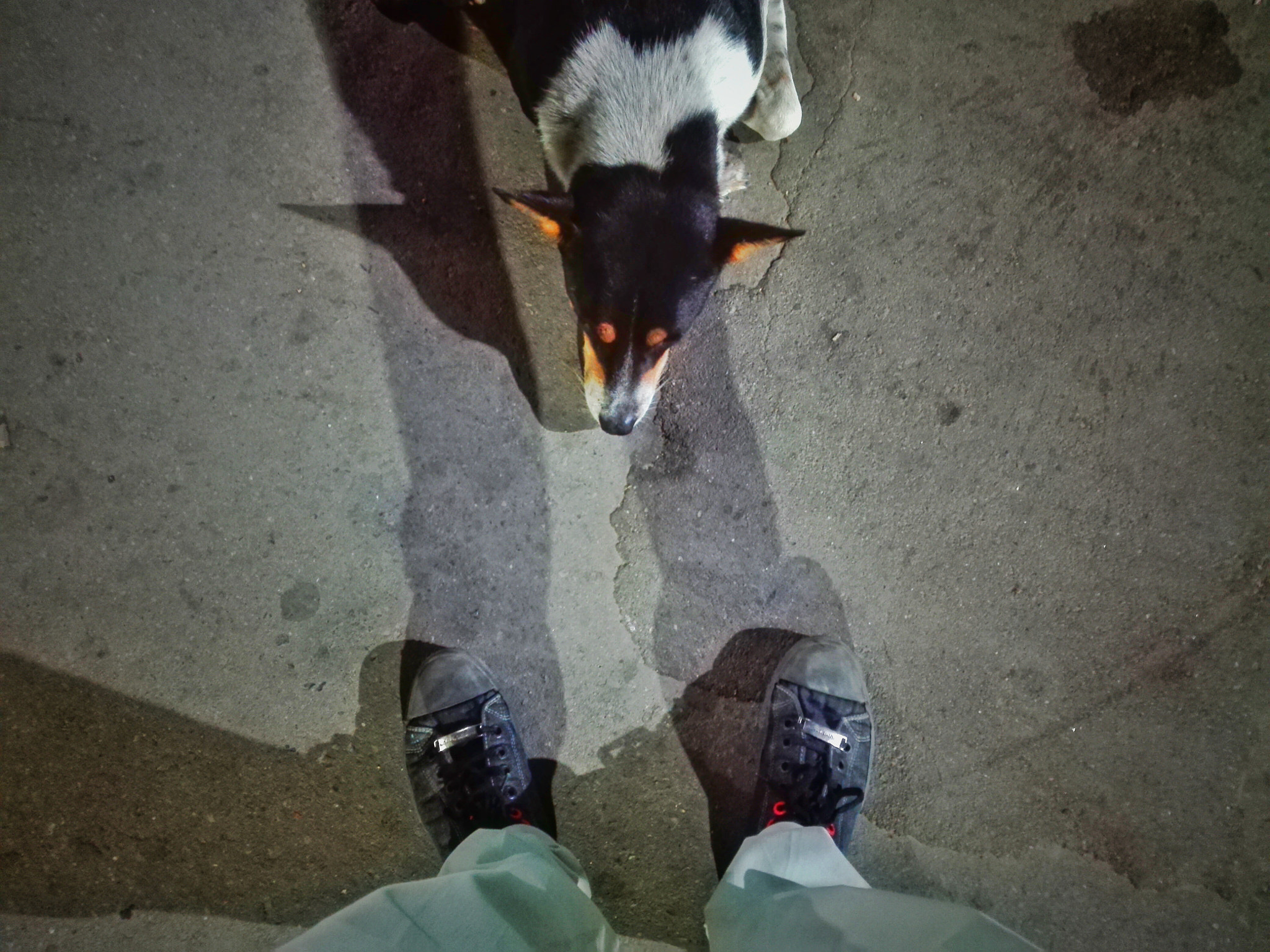 HUAWEI Cherry Mini sample photo. Dhaka dogs 1 photography