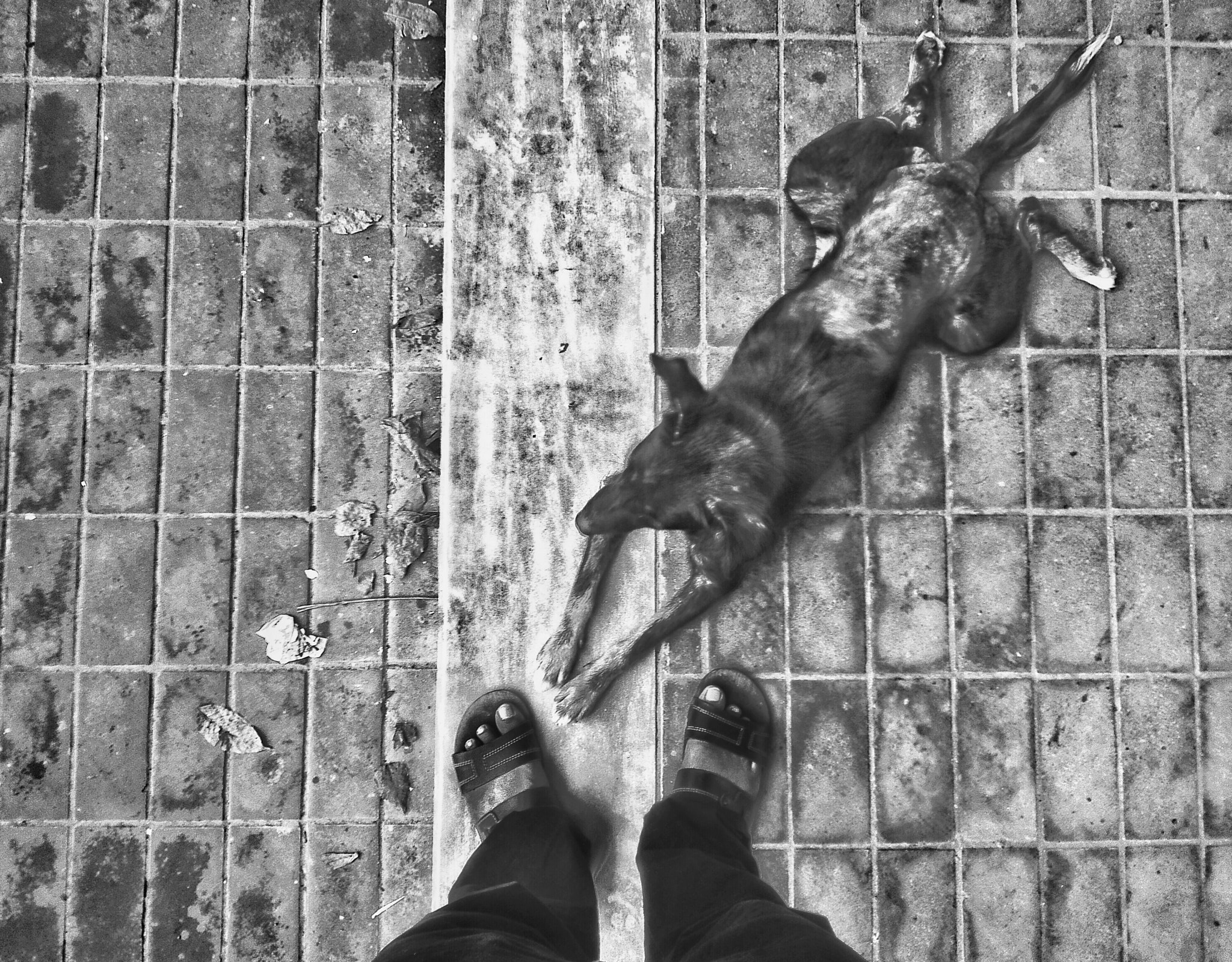 HUAWEI Cherry Mini sample photo. Dhaka dogs 3 photography