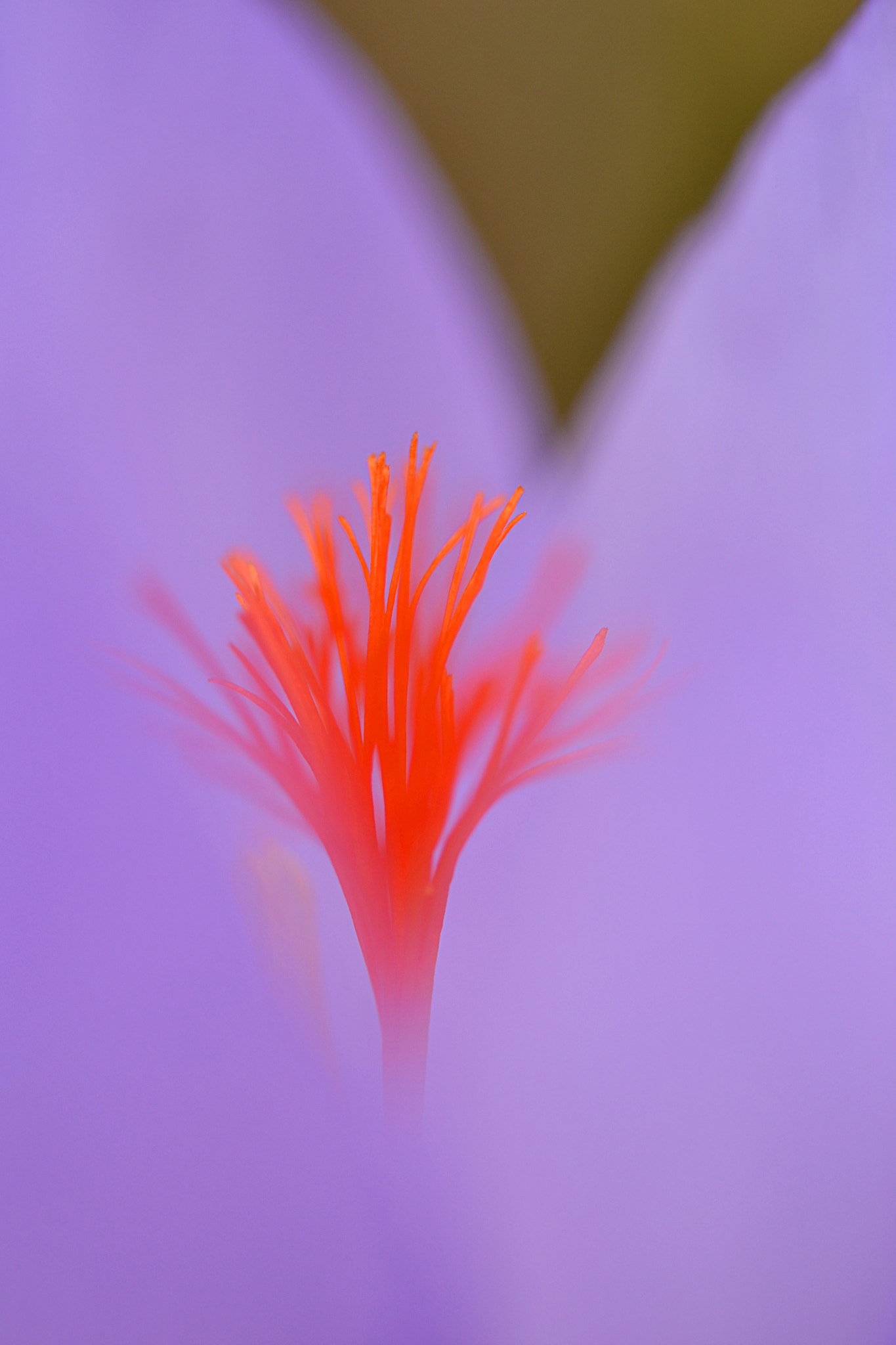 Sigma 105mm F2.8 EX DG OS HSM sample photo. Crocus photography