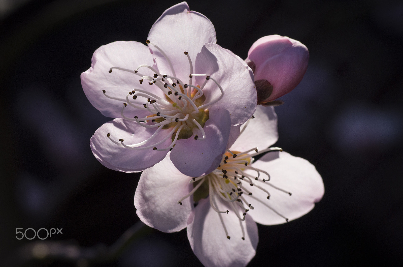 Pentax K-30 + Tamron SP AF 90mm F2.8 Di Macro sample photo. Cherry blossom photography