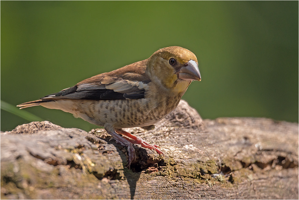 Nikon D800E sample photo. Hawfinch  / kernbeisser photography