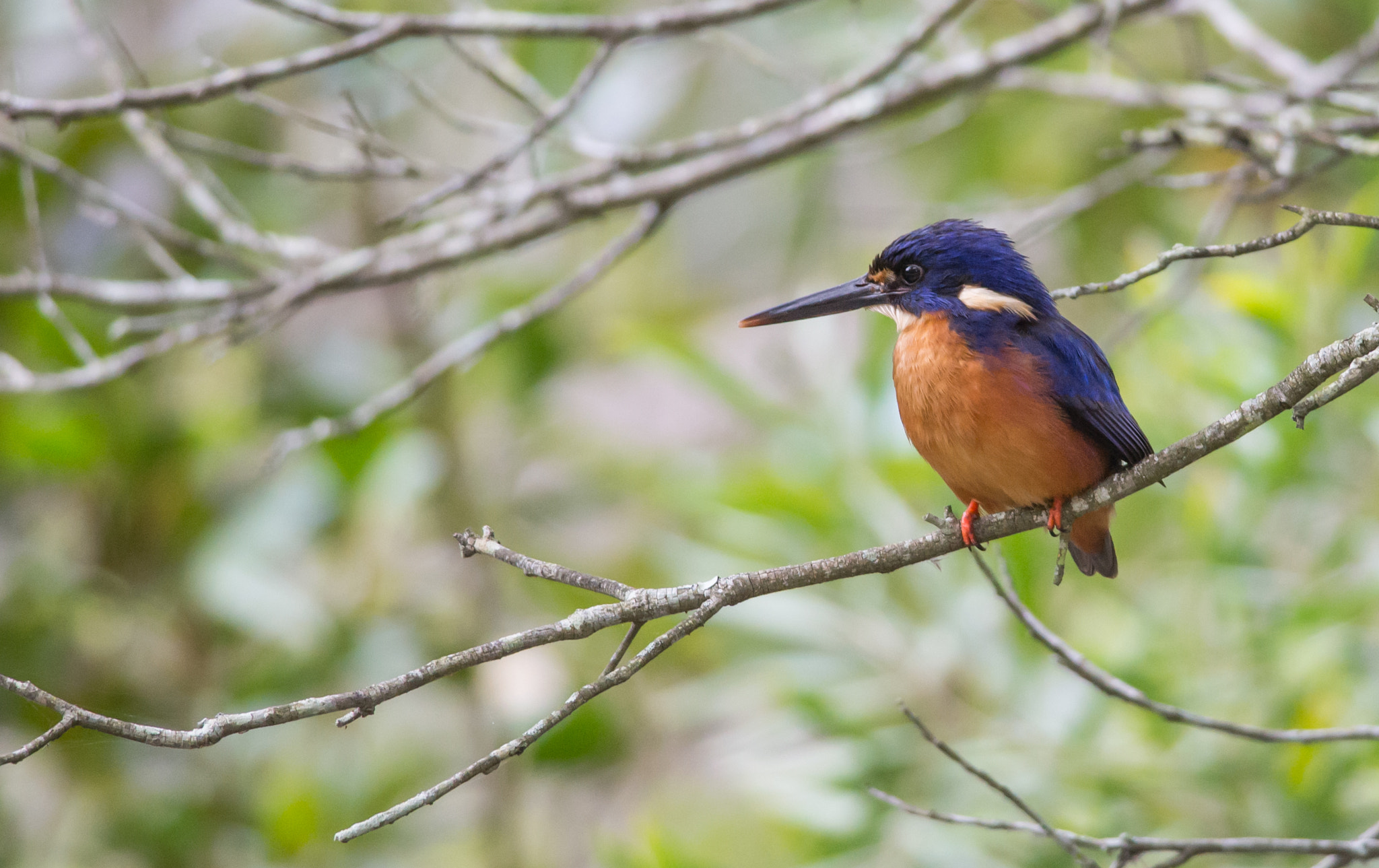 Nikon D600 + Nikon AF-S Nikkor 300mm F4D ED-IF sample photo. Azure kingfisher photography