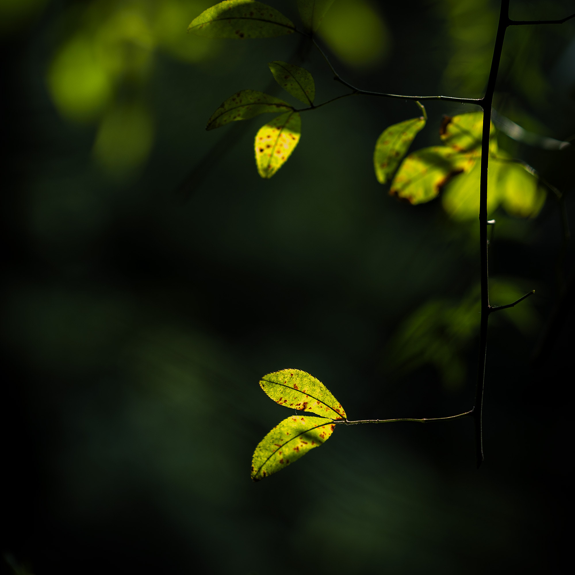 FE 85mm F0 sample photo