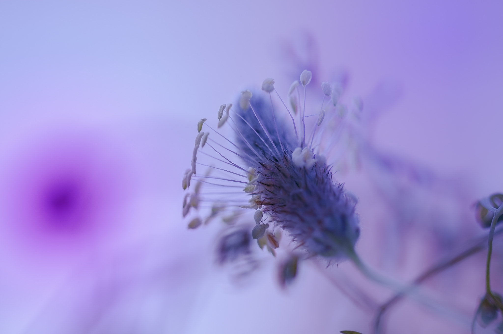 Sigma 105mm F2.8 EX DG OS HSM sample photo. Li009 photography