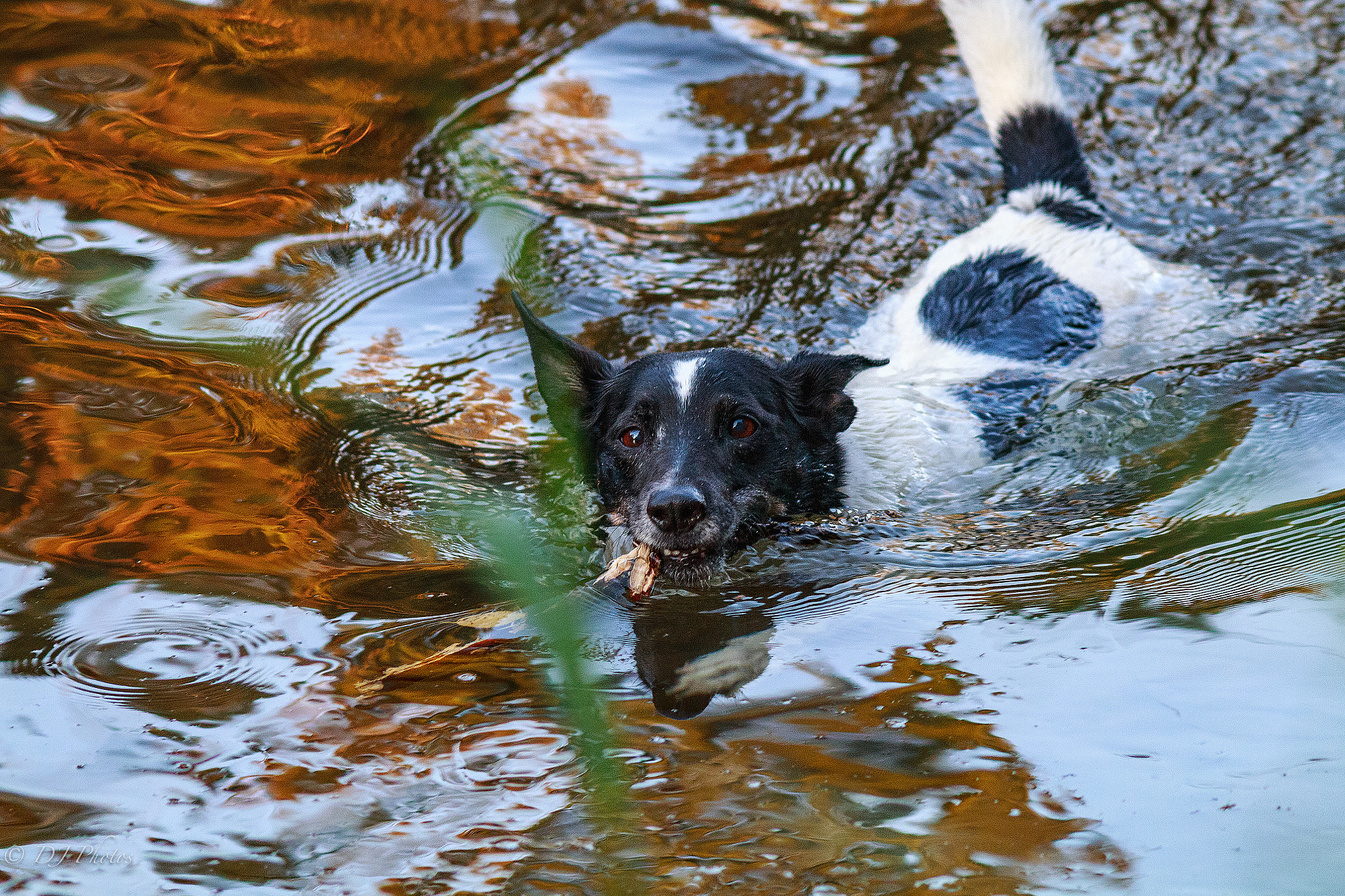 Canon EOS 70D + Canon EF 300mm F4L IS USM sample photo. Woody photography