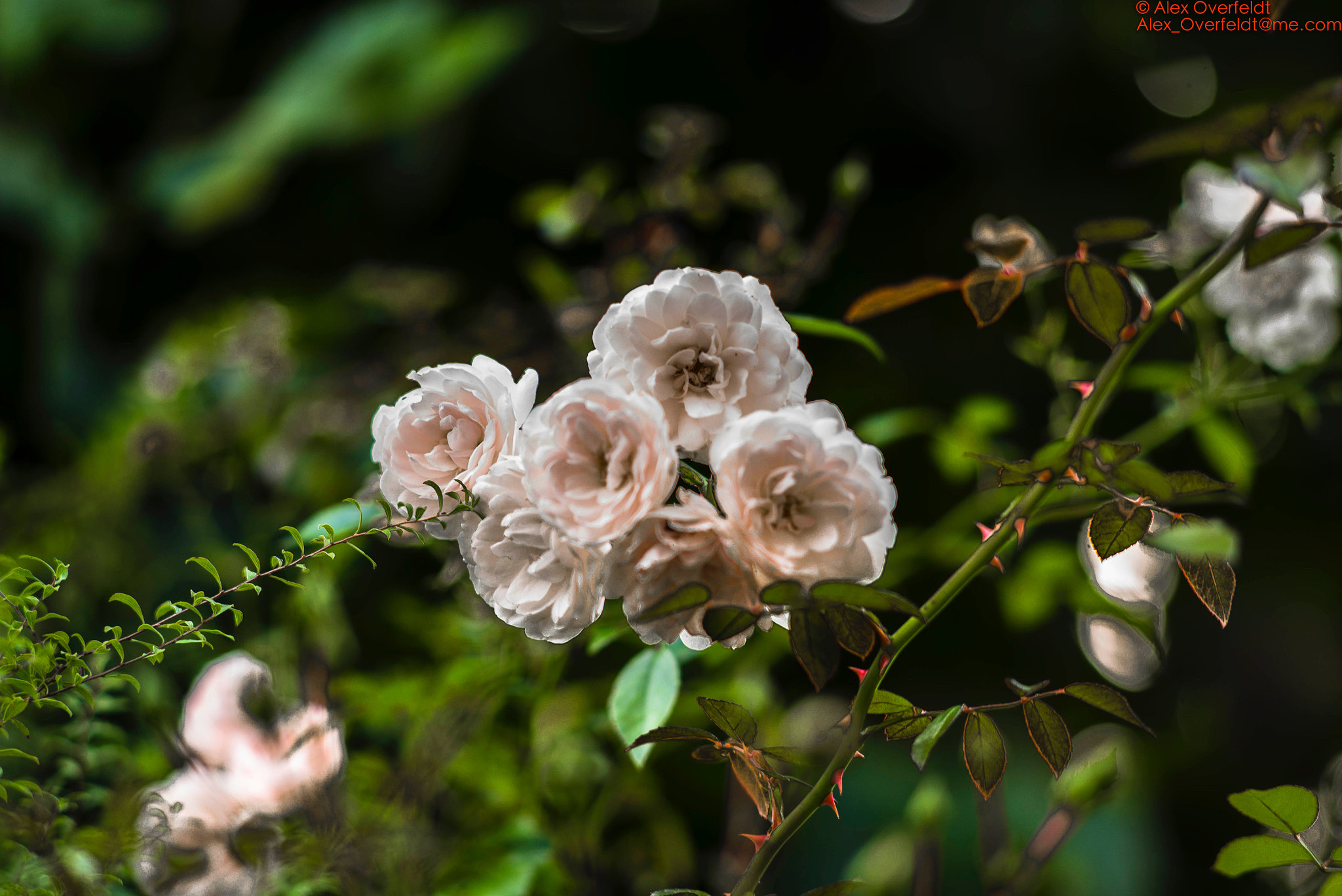 Leica Summarit-M 90mm F2.5 sample photo. Garden roses photography
