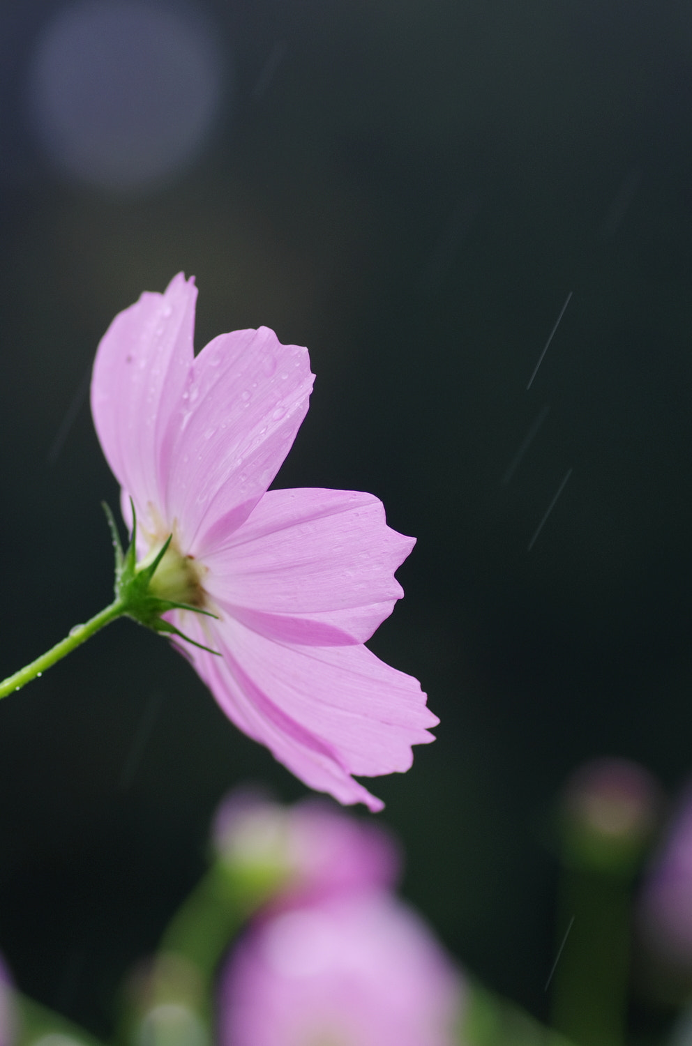 Pentax K-5 + Tamron SP AF 90mm F2.8 Di Macro sample photo. Rain photography