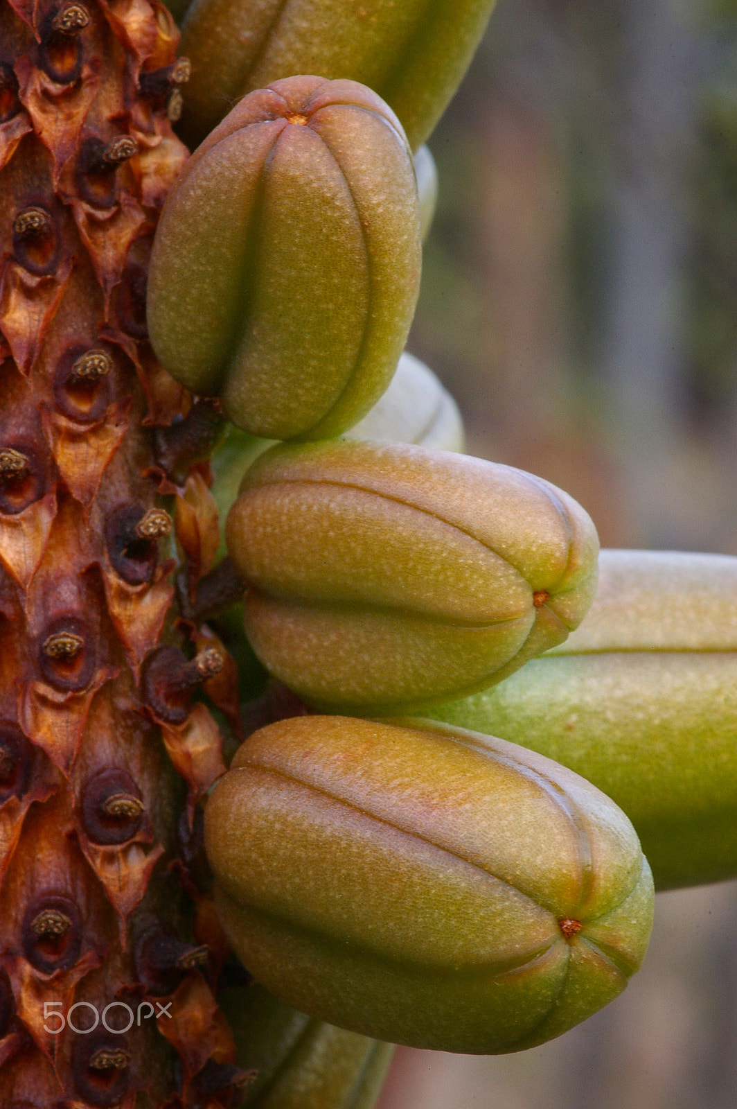 Pentax *ist DL sample photo. Aloe fruits photography