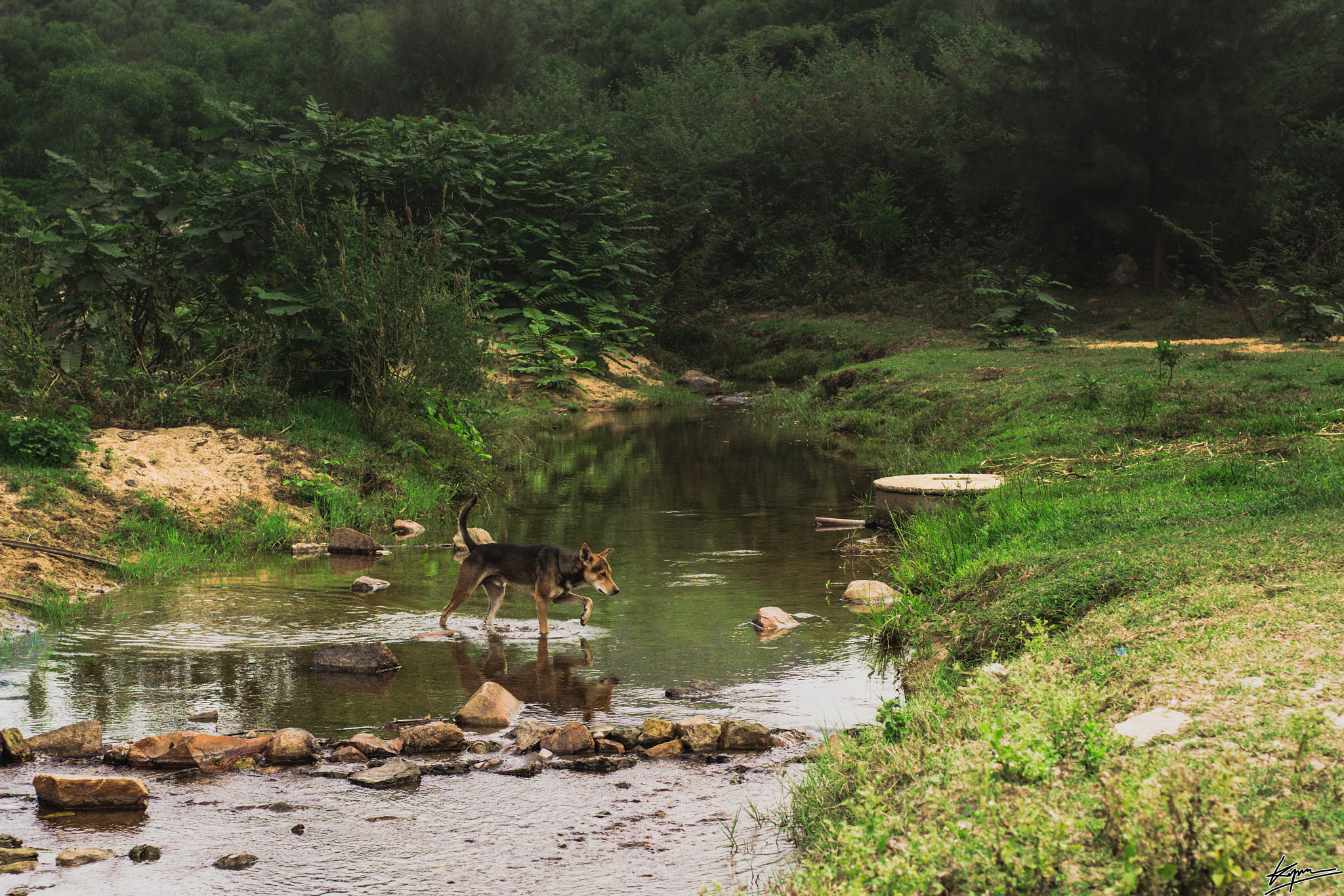 MACRO 50mm F2.8 sample photo. Alone in the wild photography