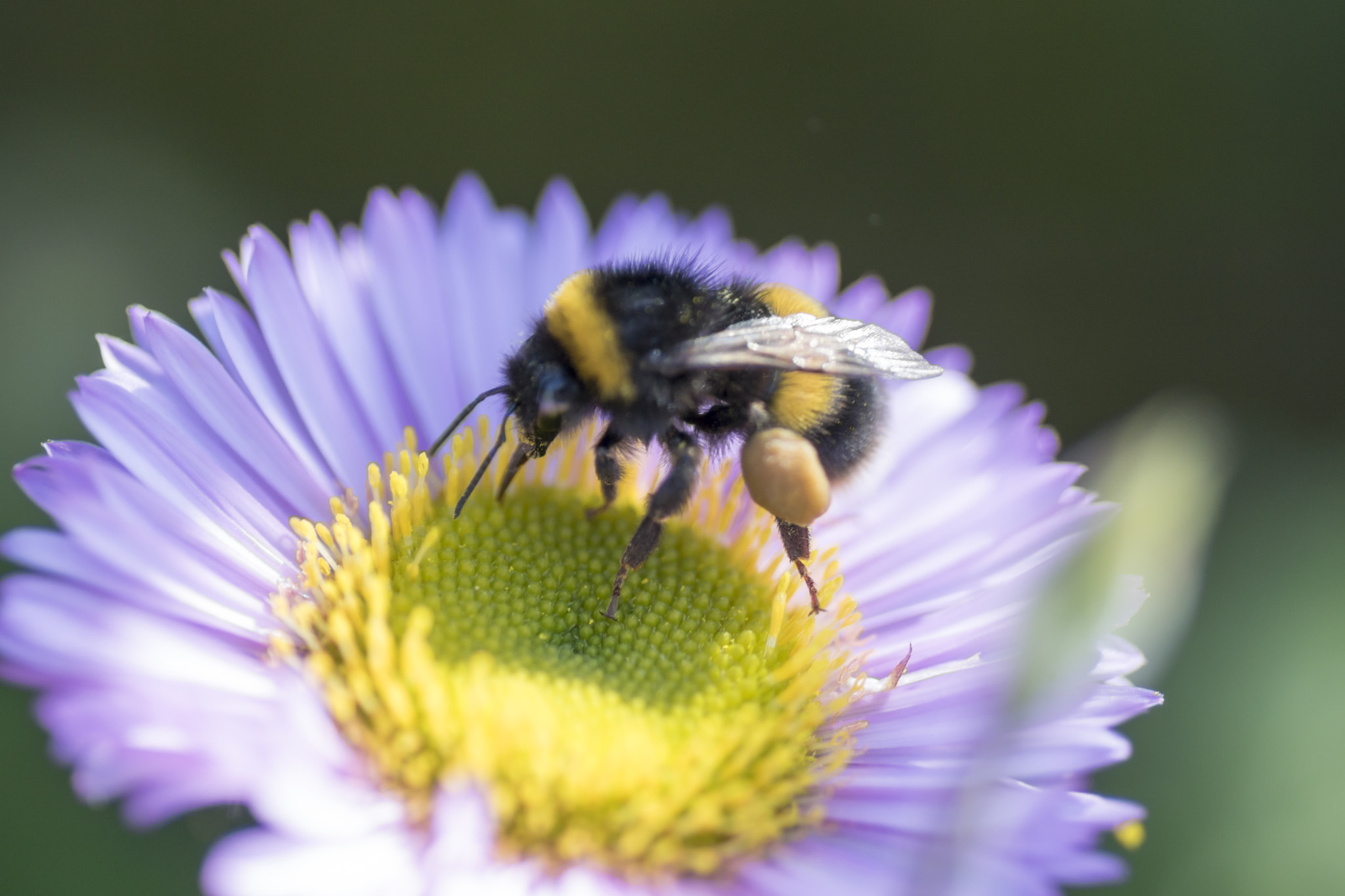 Sony ILCA-77M2 + Tamron SP AF 90mm F2.8 Di Macro sample photo. Working alone photography