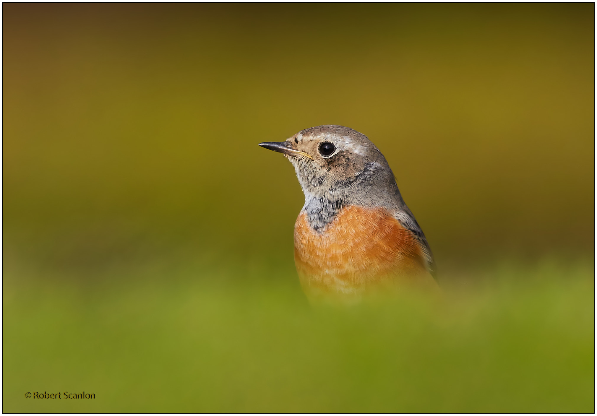 Canon EF 600mm F4L IS II USM sample photo. Common redstart photography