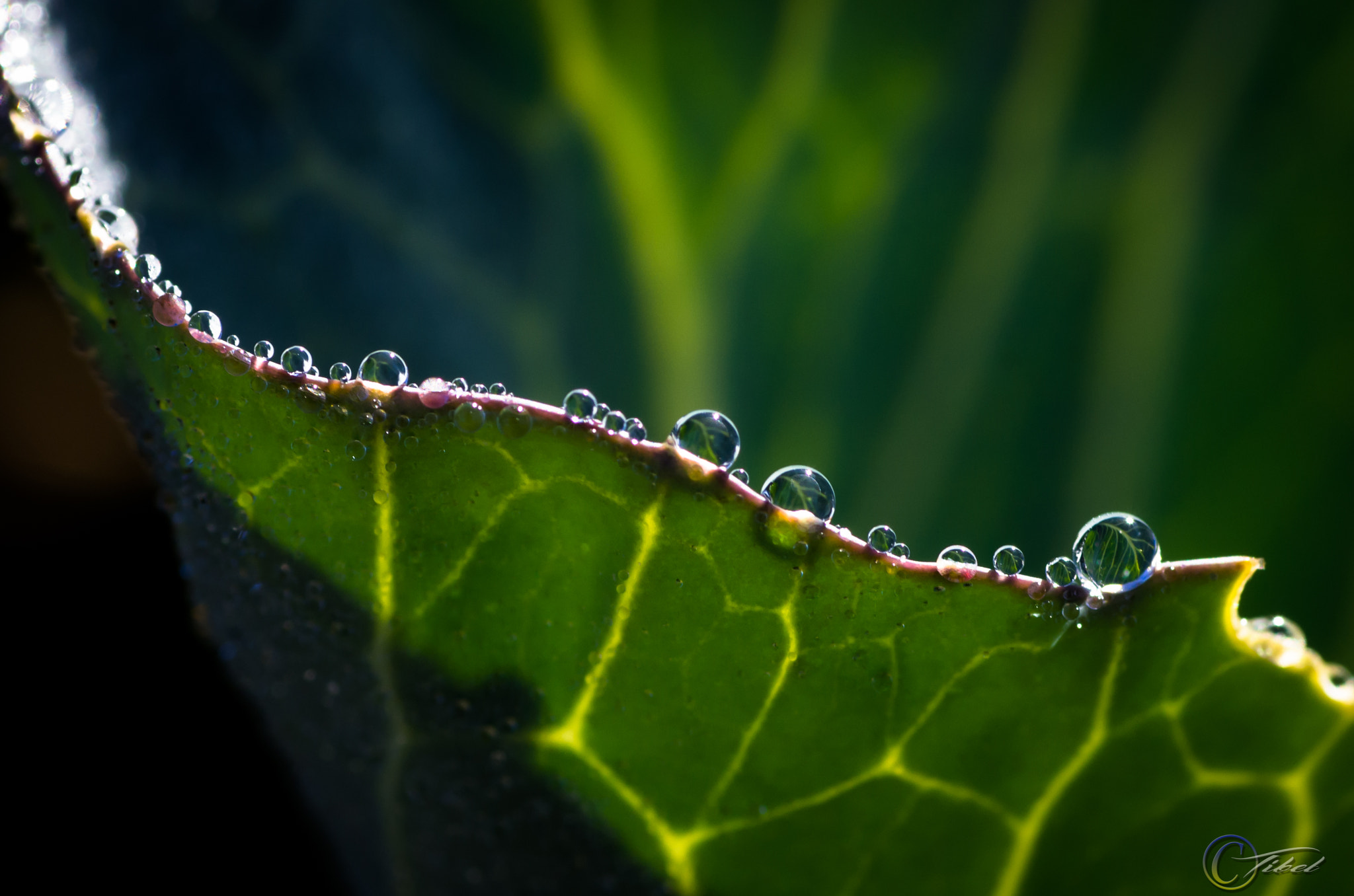 Pentax K-5 + Tamron SP AF 90mm F2.8 Di Macro sample photo. Cabbage leaf photography