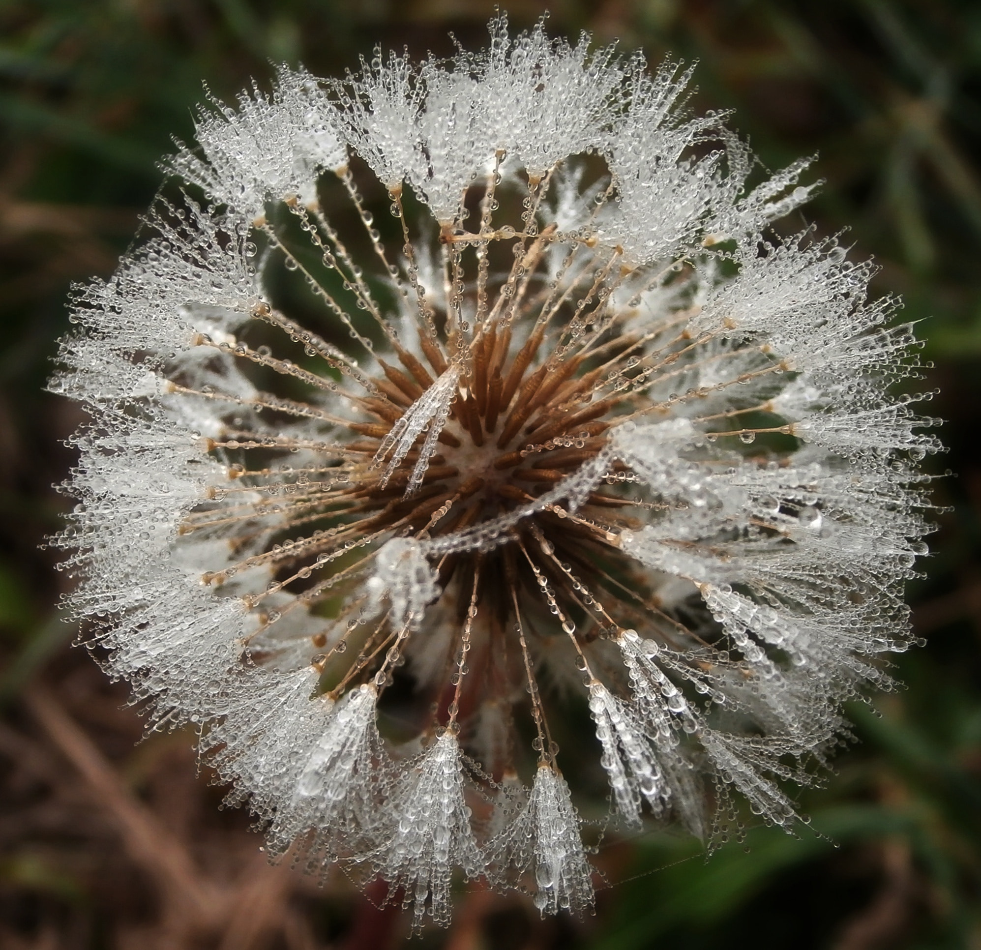 Olympus VR360,D760 sample photo. Dewdrops on the last dandelion photography