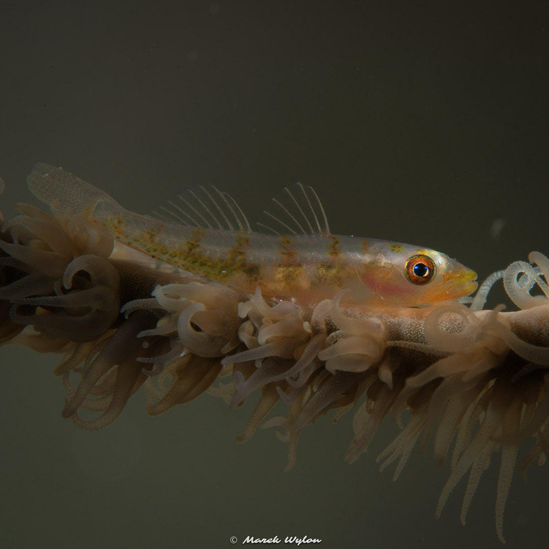 Nikon AF-S Micro-Nikkor 60mm F2.8G ED sample photo. Ghostgoby | fiji | 2014.10.31 photography