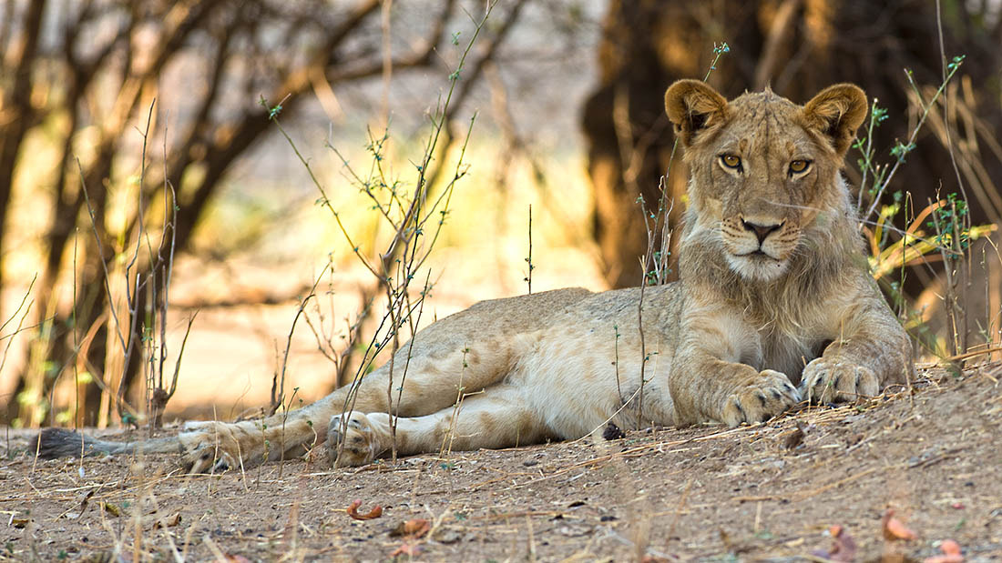 Nikon AF-S Nikkor 300mm F2.8G ED VR II sample photo. Mana pools national park, is amongst the very in t ... photography