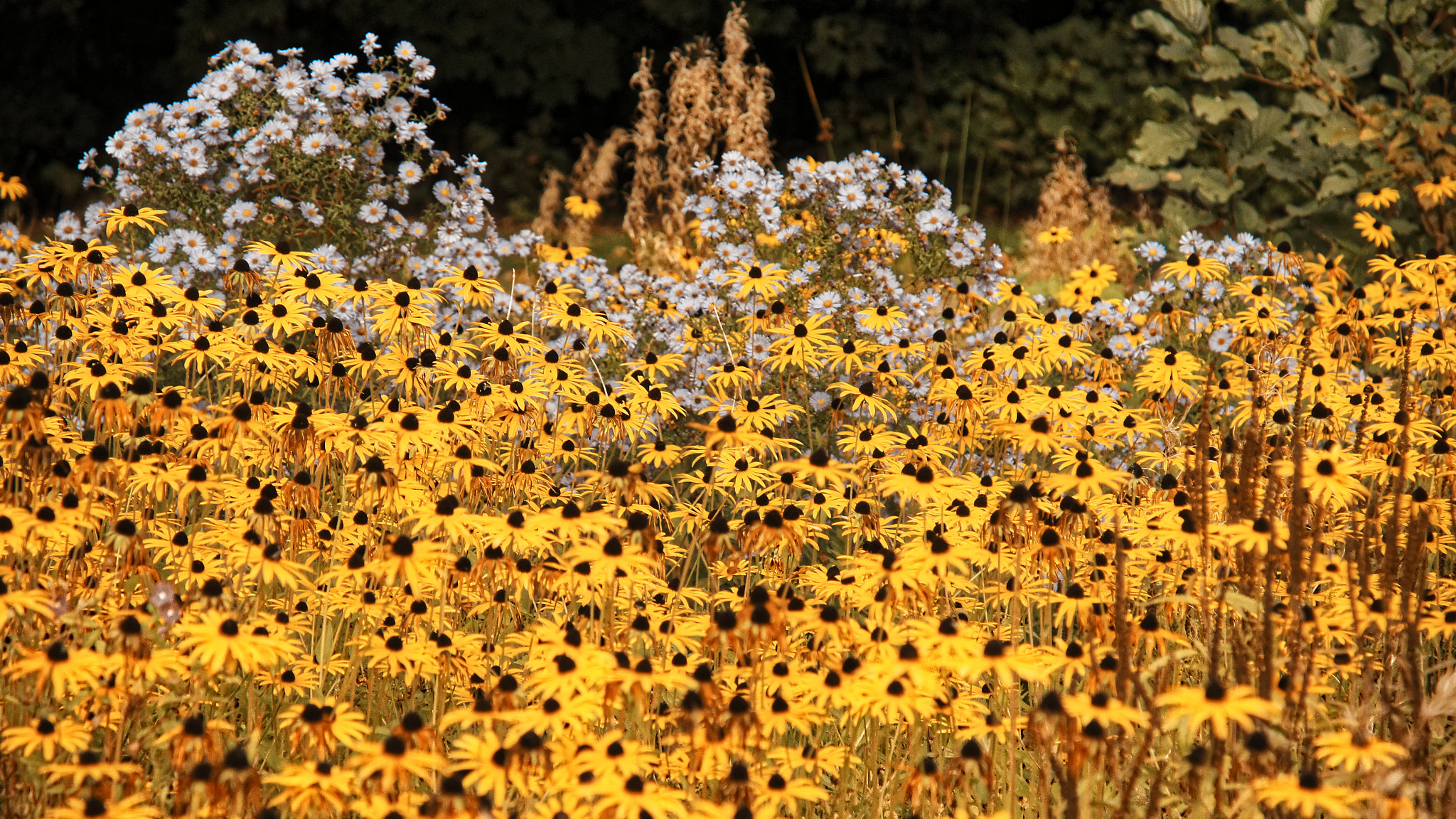 Sony DT 16-105mm F3.5-5.6 sample photo. Sunny flowerday in autumn photography