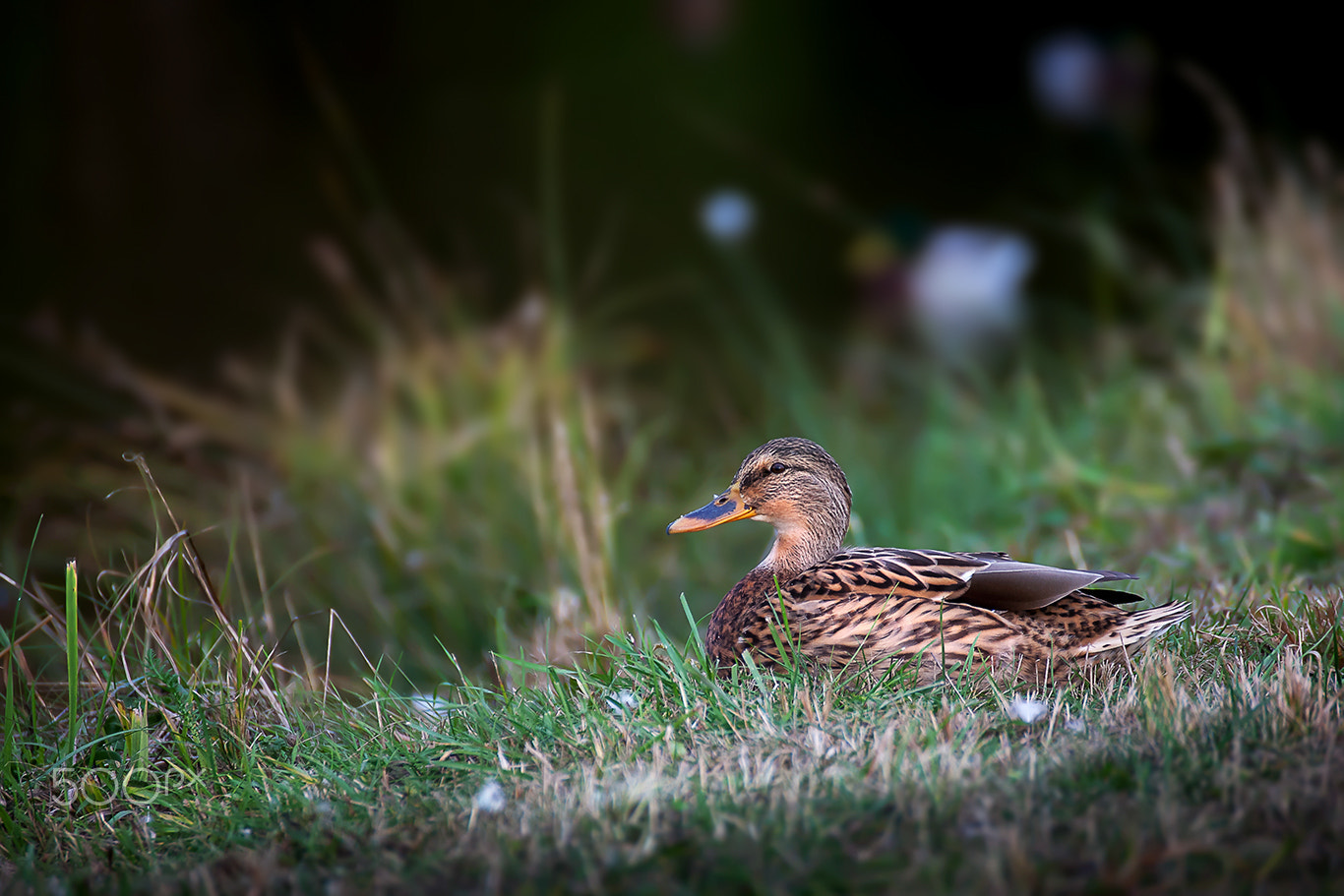 Canon EOS 5D + Tamron SP 35mm F1.8 Di VC USD sample photo. Duck photography