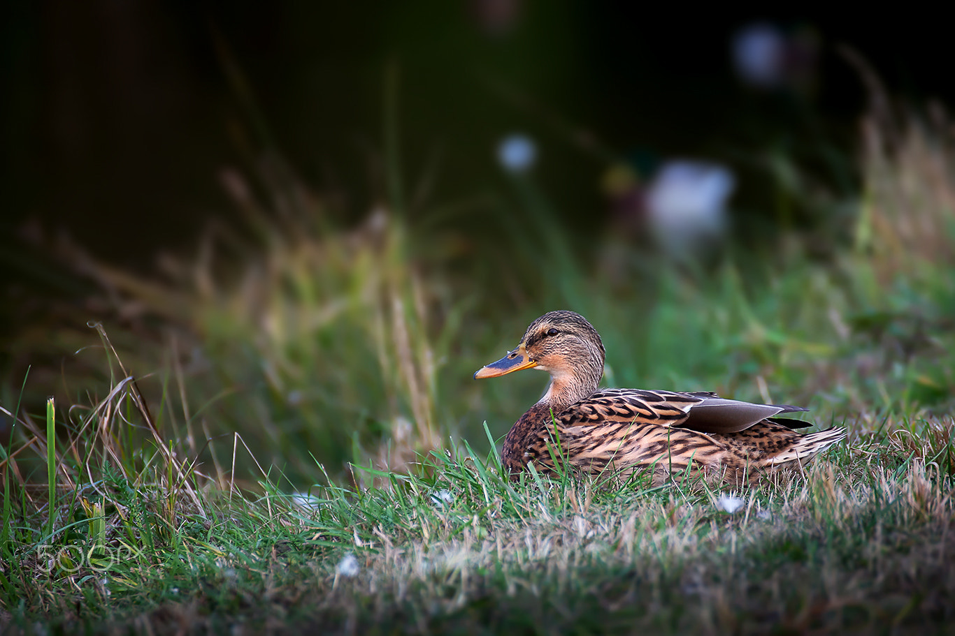 Tamron SP 35mm F1.8 Di VC USD sample photo. Duck photography