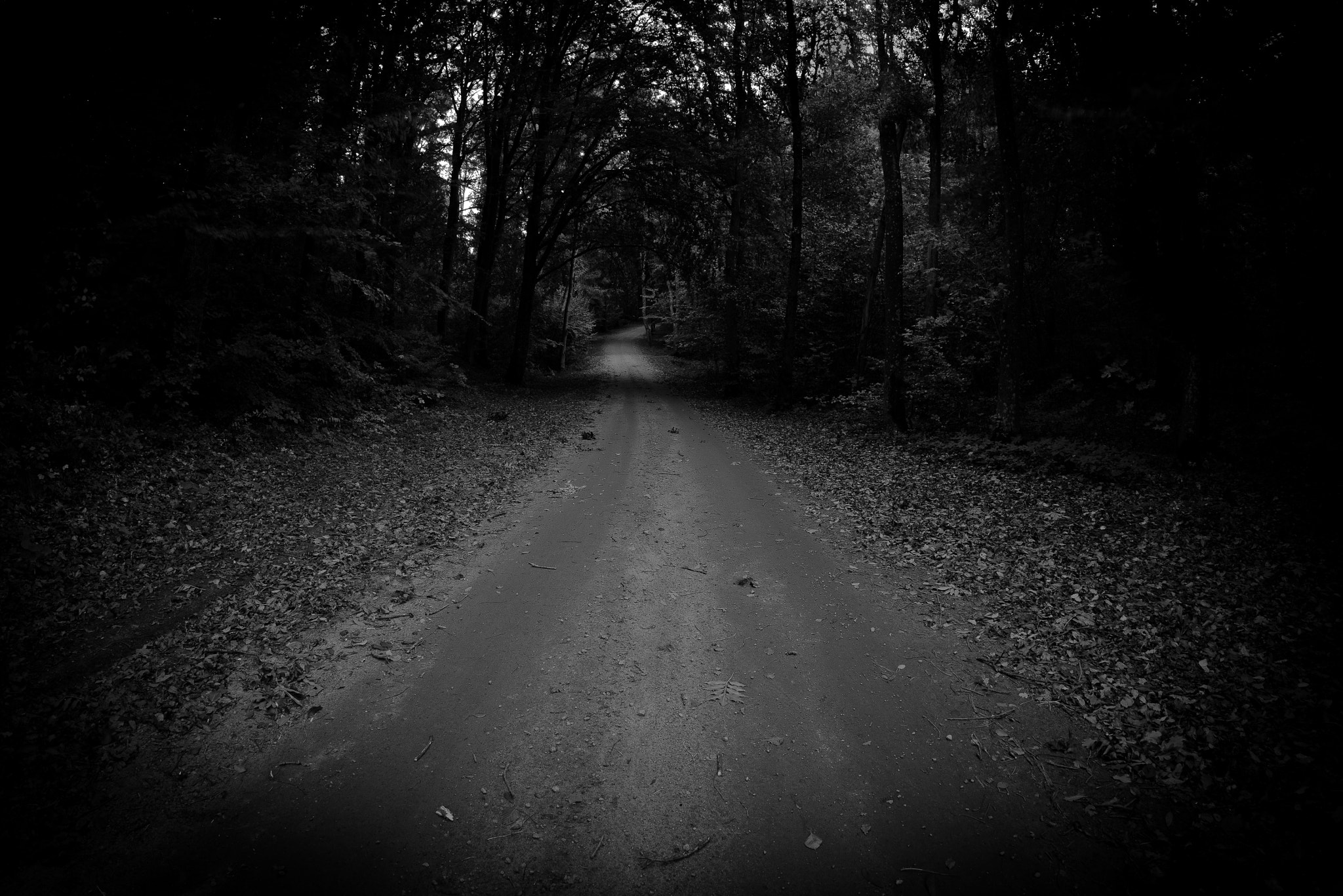 Samyang 12mm F2.8 ED AS NCS Fisheye sample photo. The dark forest photography