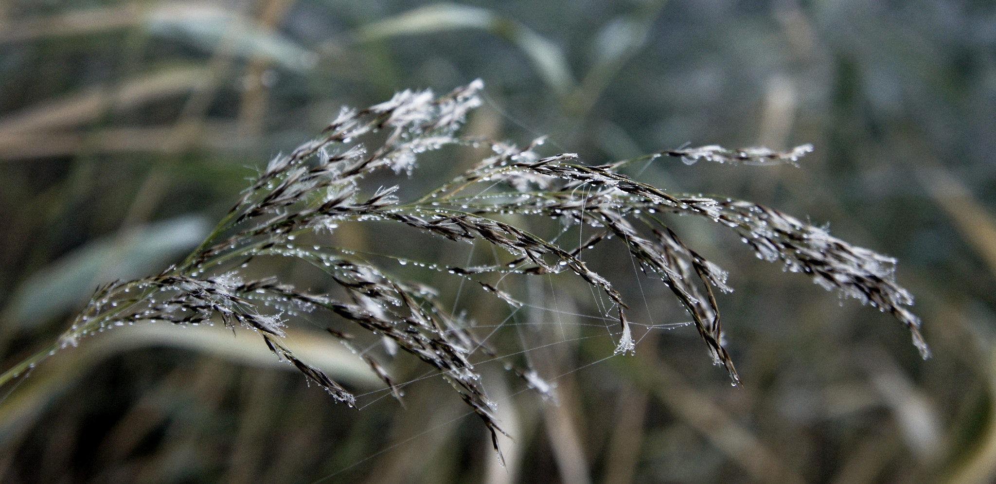 Sony Alpha NEX-3 sample photo. Dew drops on grass photography