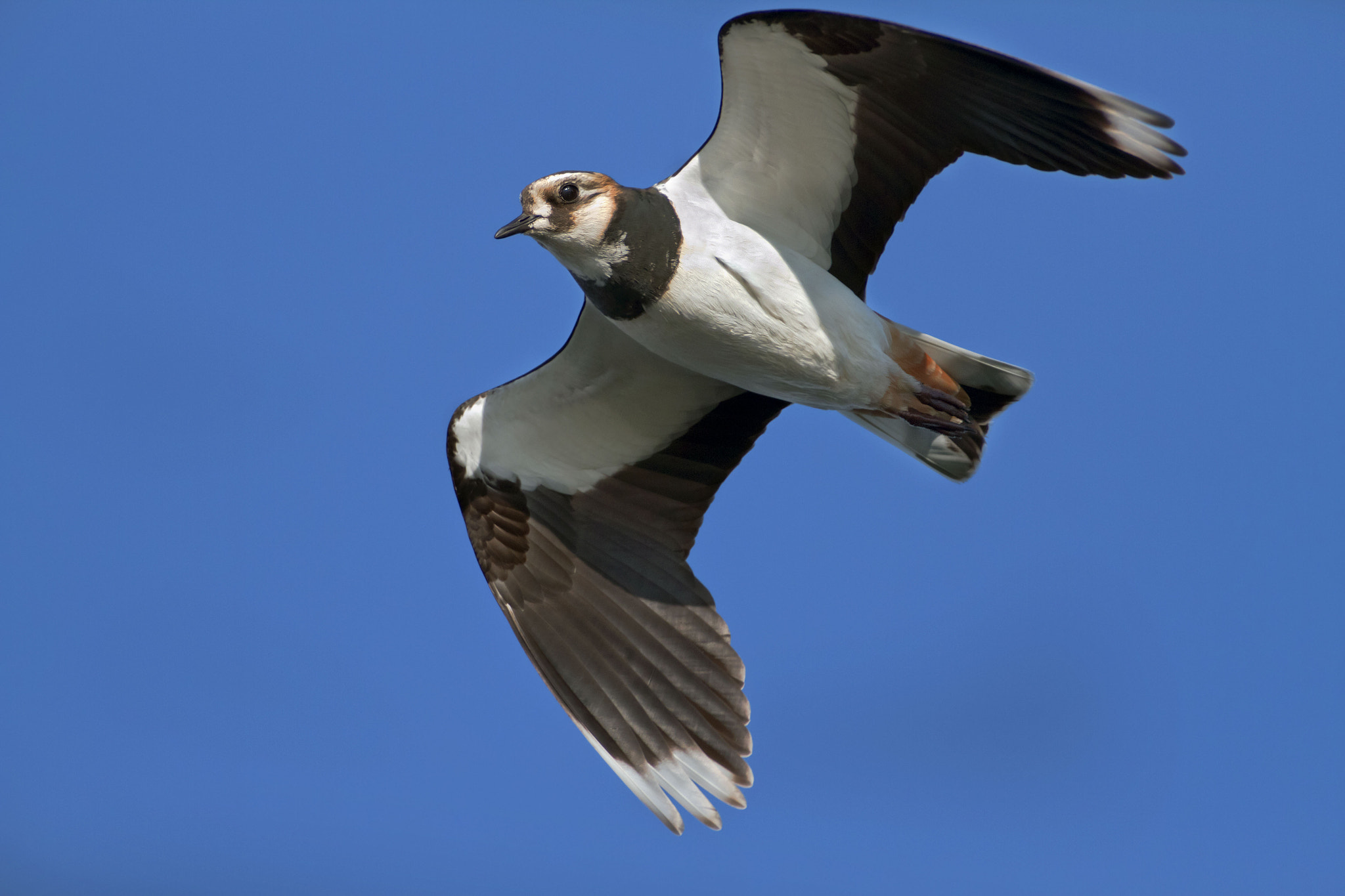Canon EF 300mm f/2.8L + 2x sample photo. Black bellied plover photography
