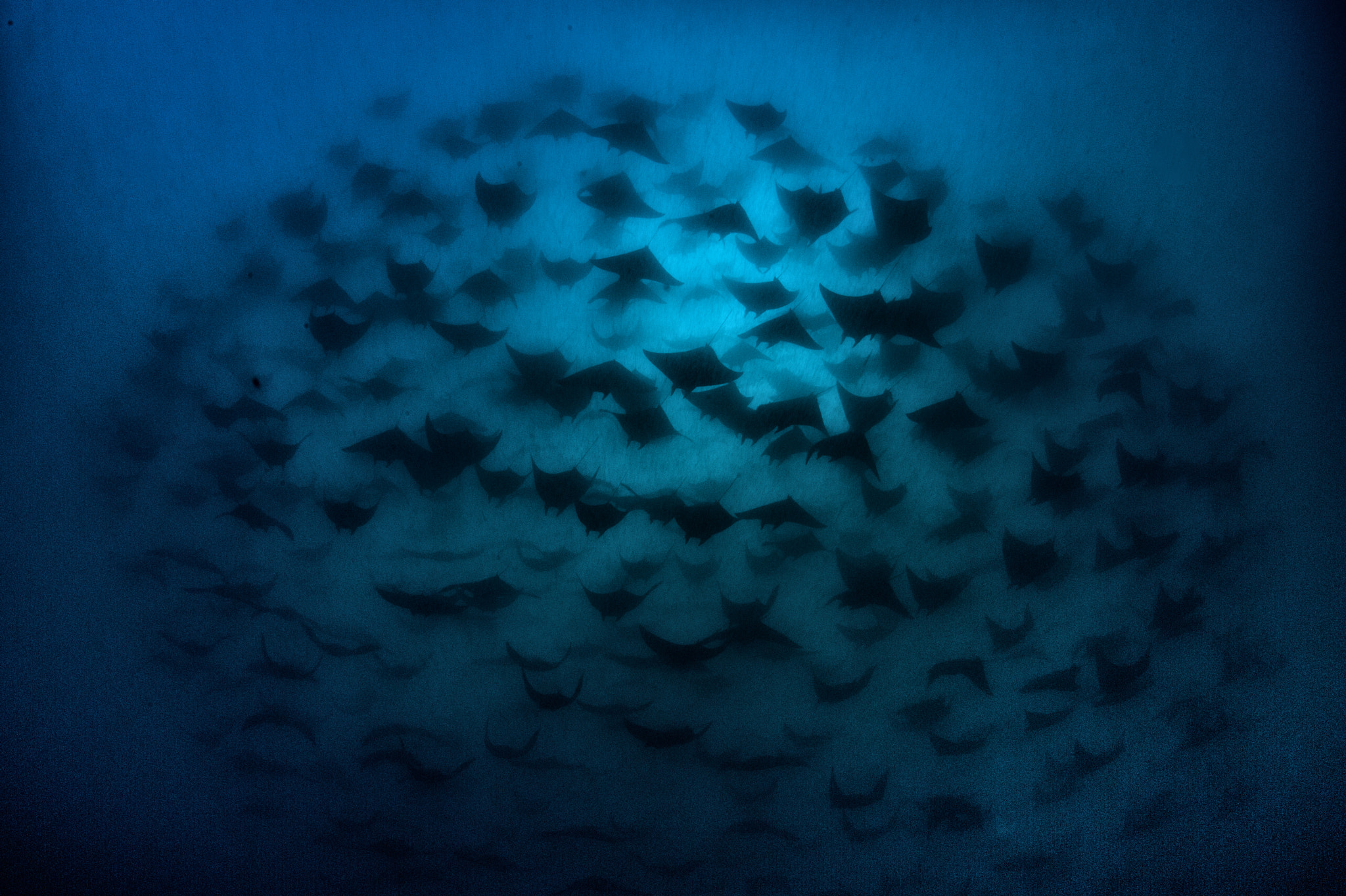 Nikon D700 + Nikon AF Fisheye-Nikkor 16mm F2.8D sample photo. School of mobula rays in galapagos photography