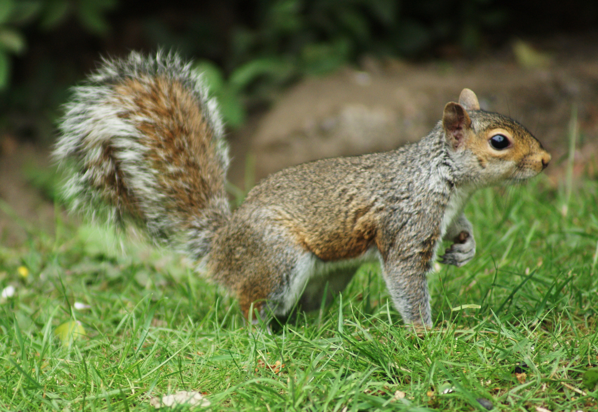 Sony 75-300mm F4.5-5.6 sample photo. My best side photography