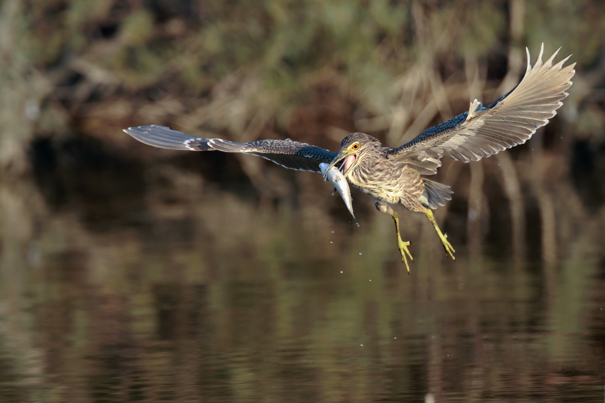 Canon EOS 7D Mark II + Canon EF 300mm F2.8L IS II USM sample photo. Night heron photography