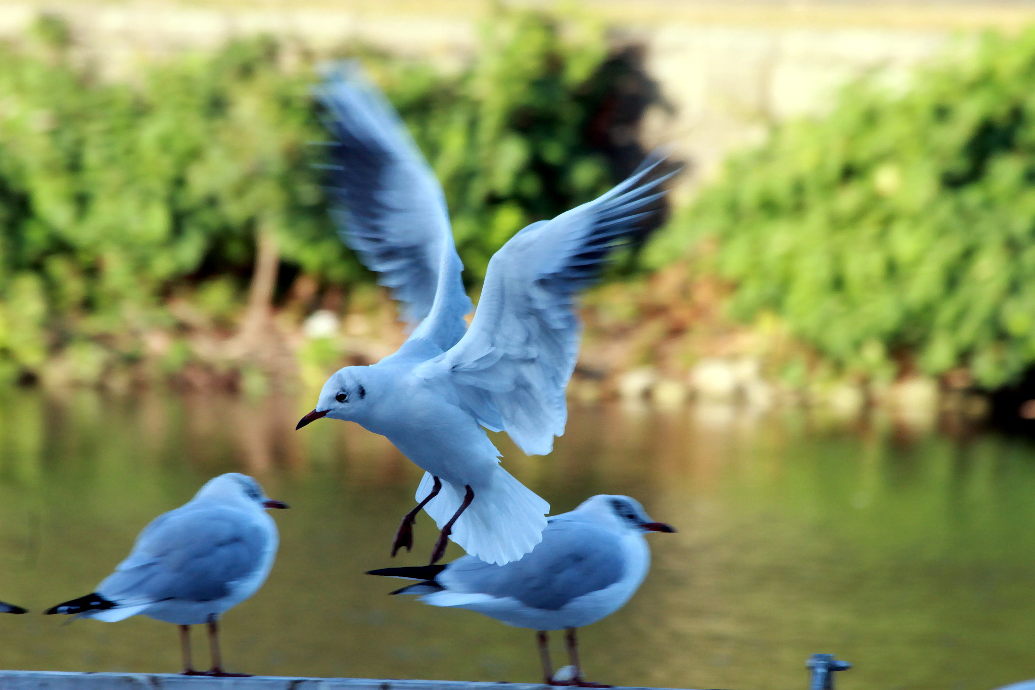 Canon EF 70-300mm F4-5.6 IS USM sample photo. .... photography