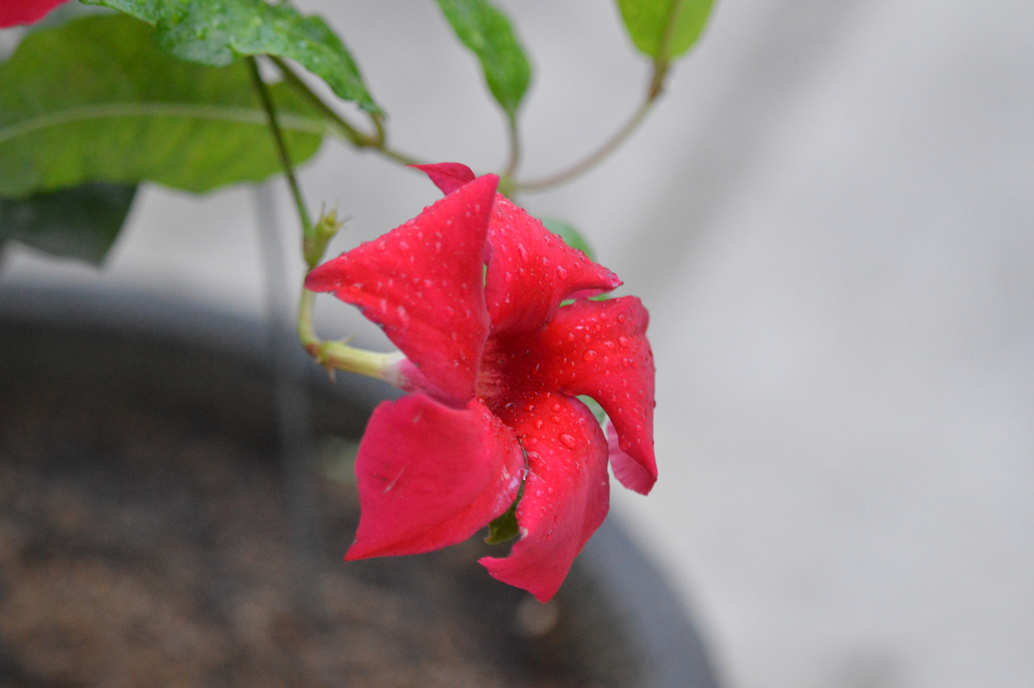 Tamron SP AF 180mm F3.5 Di LD (IF) Macro sample photo. Flowers photography