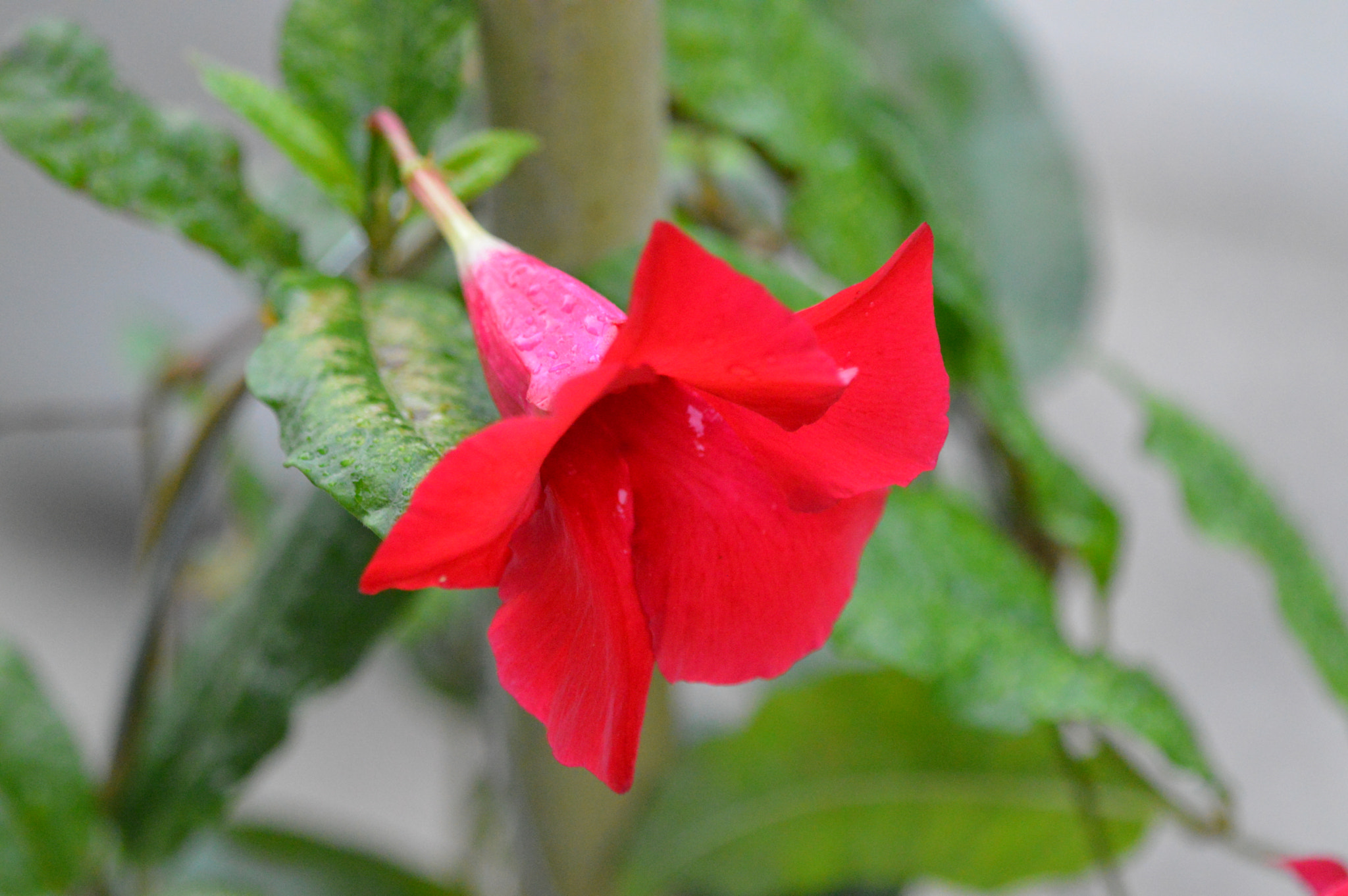 Tamron SP AF 180mm F3.5 Di LD (IF) Macro sample photo. Flowers photography