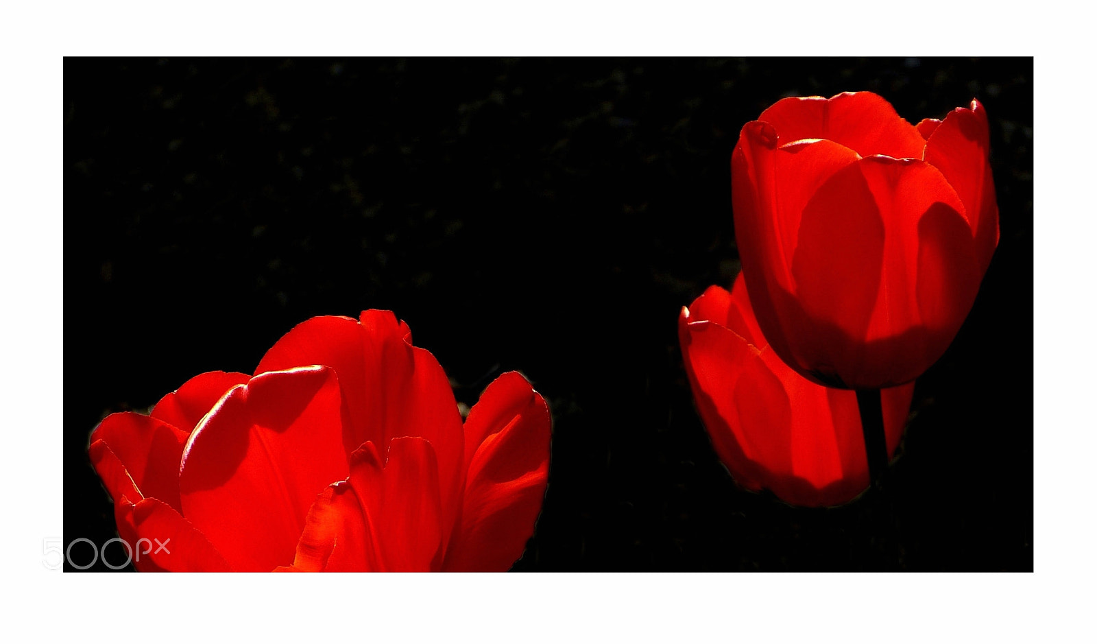 Leica V-Lux 3 sample photo. Les tulipes rouges photography