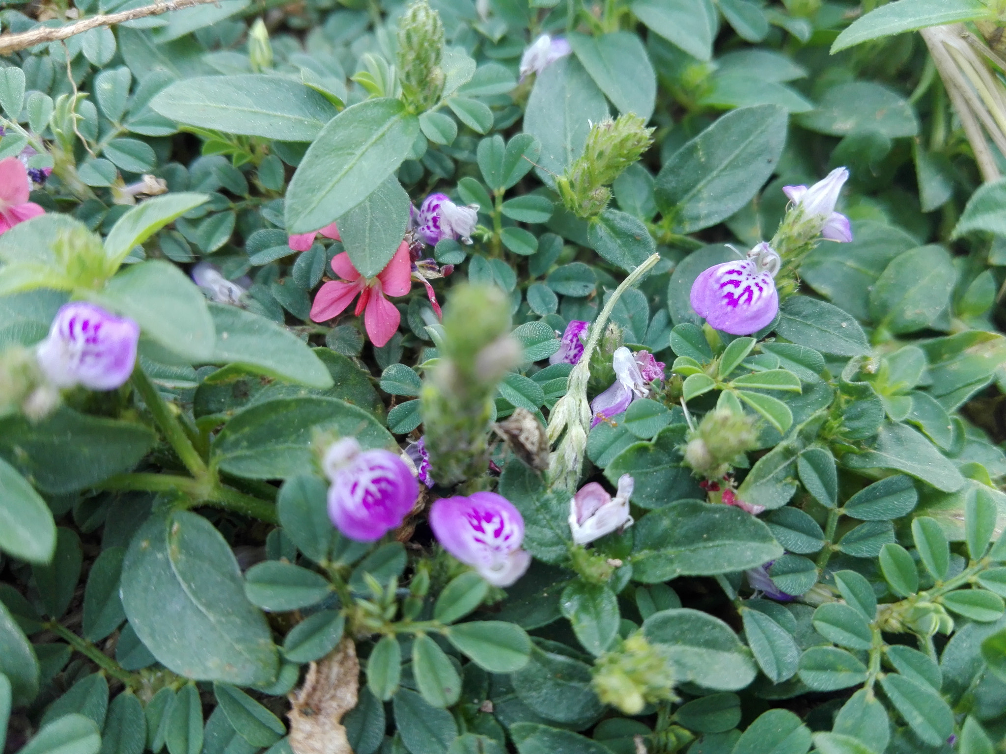 HUAWEI CHM-U01 sample photo