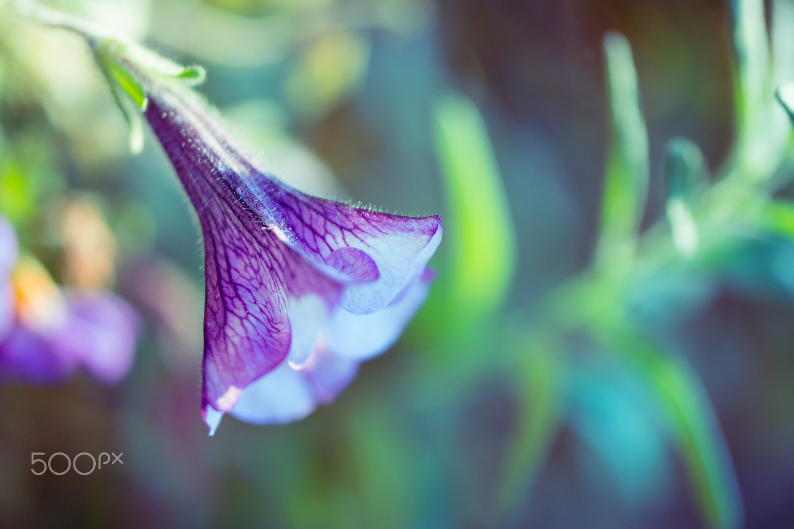 Samsung NX30 + Samsung NX 60mm F2.8 Macro ED OIS SSA sample photo. Last man standing photography