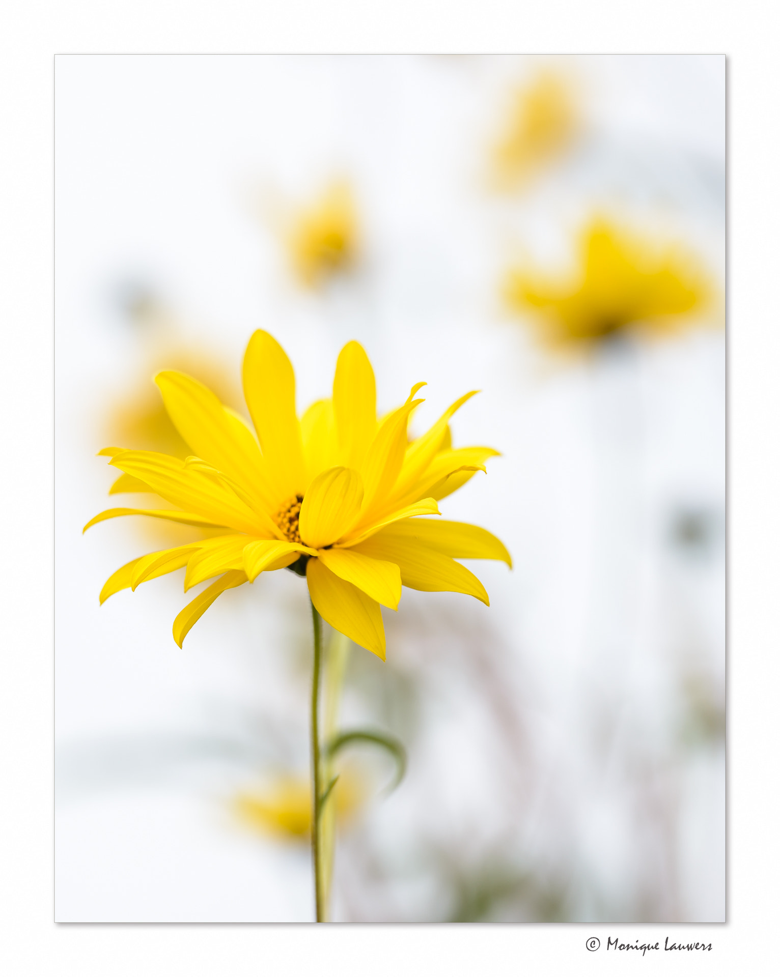 Sigma 150mm F2.8 EX DG OS Macro HSM sample photo. Swaying in the wind. photography