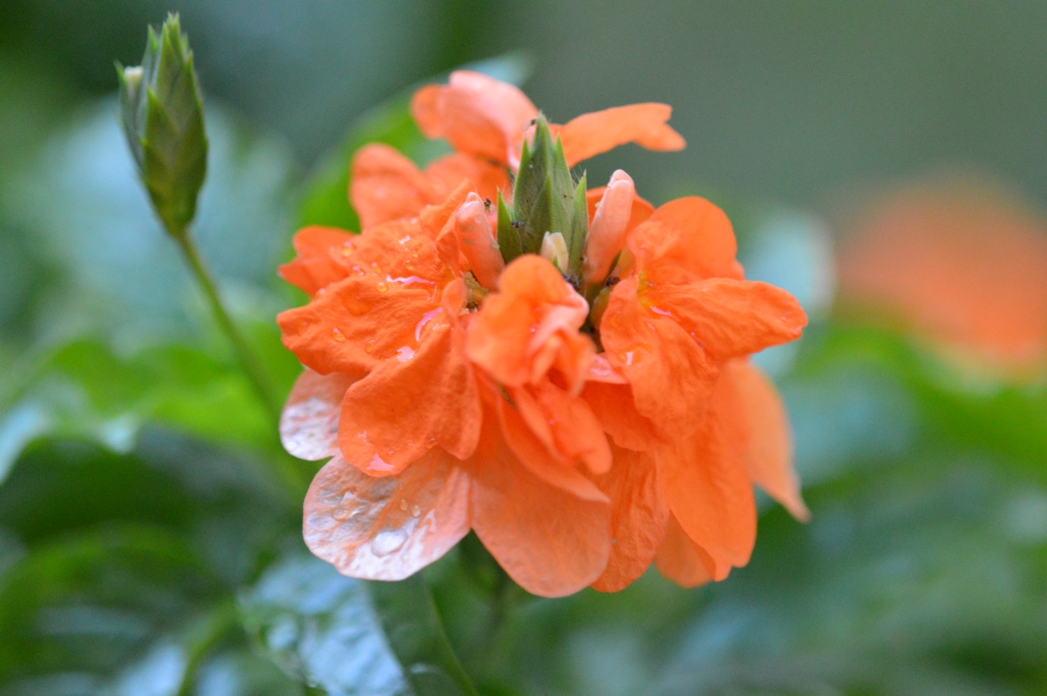 Tamron SP AF 180mm F3.5 Di LD (IF) Macro sample photo. Flowers photography