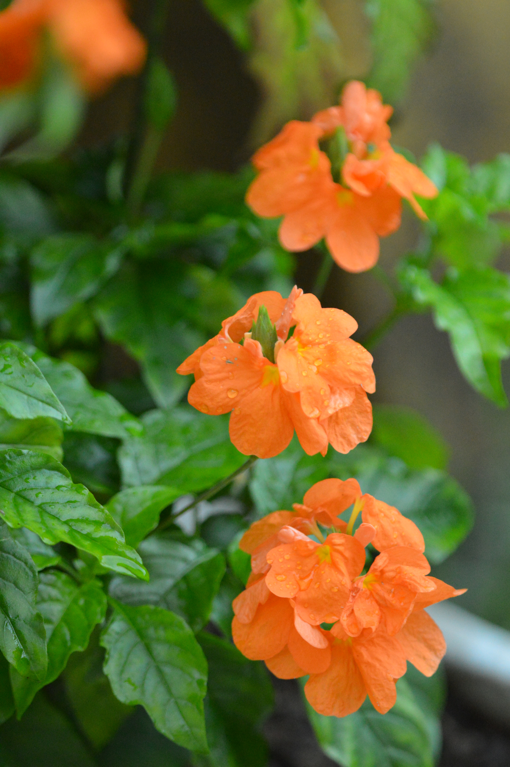 Tamron SP AF 180mm F3.5 Di LD (IF) Macro sample photo. Flowers photography
