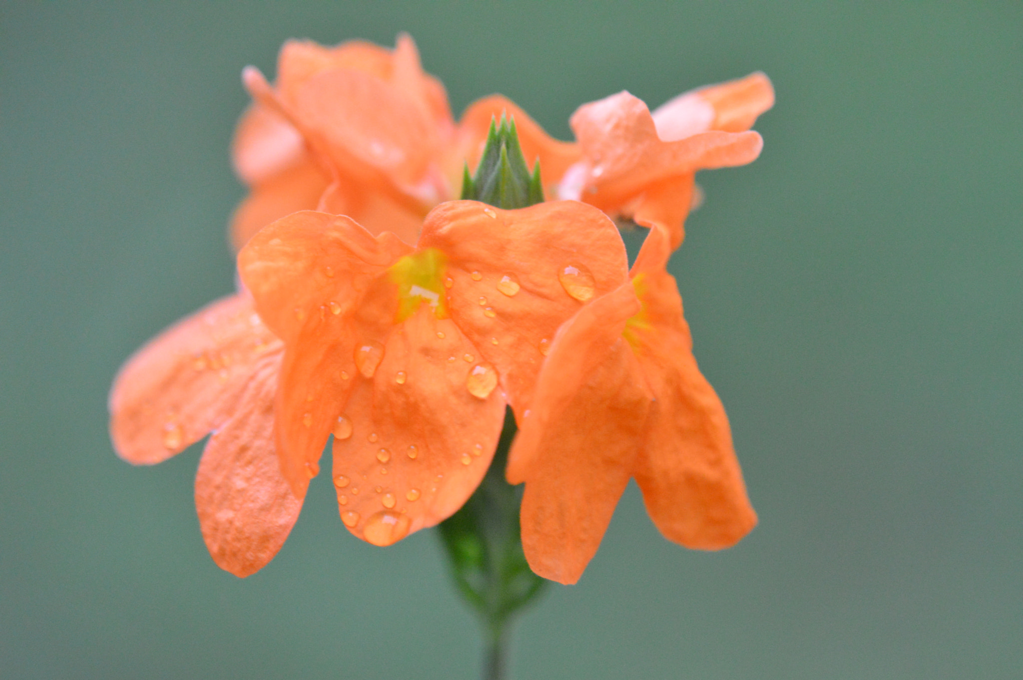 Tamron SP AF 180mm F3.5 Di LD (IF) Macro sample photo. Flowers photography
