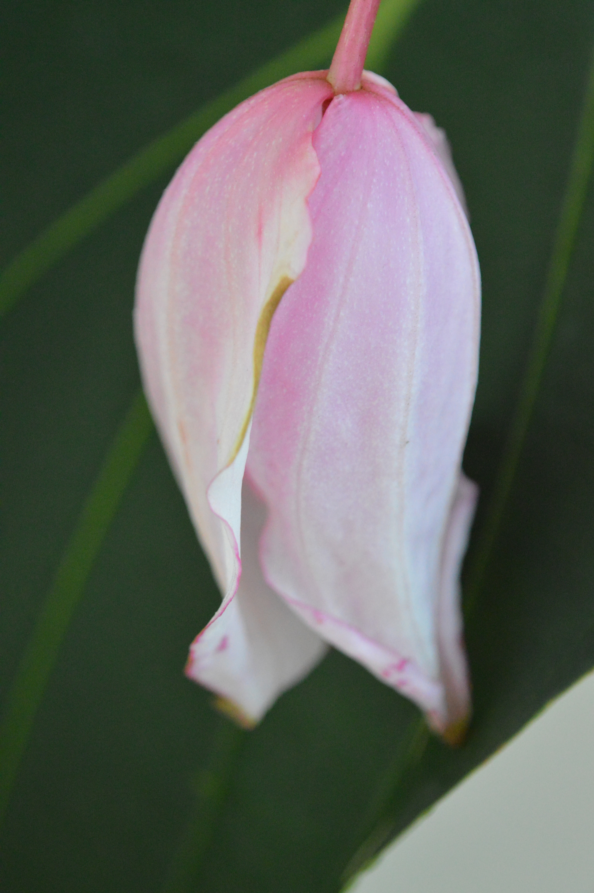 Tamron SP AF 180mm F3.5 Di LD (IF) Macro sample photo. Medinila magnifica photography