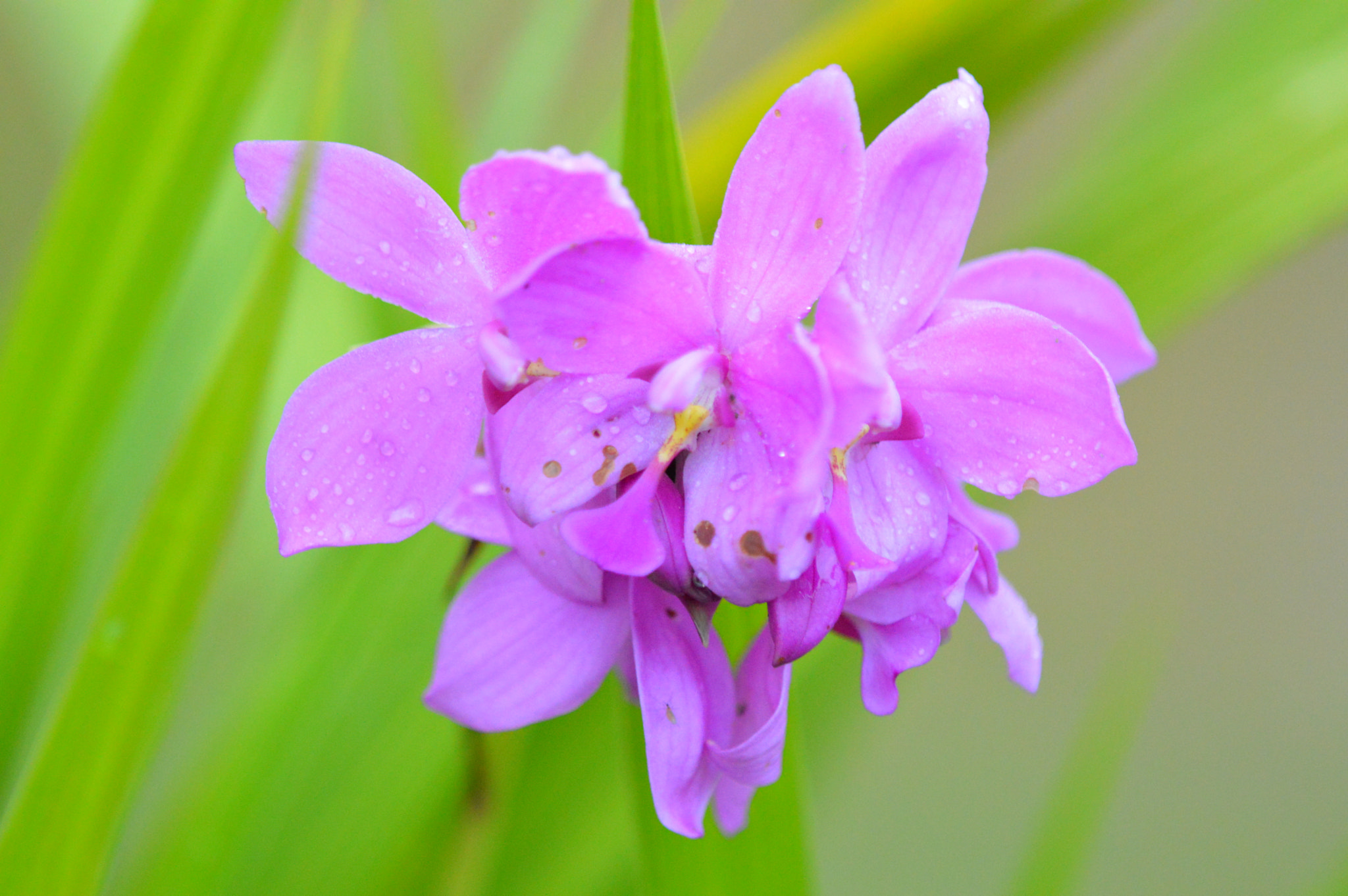 Tamron SP AF 180mm F3.5 Di LD (IF) Macro sample photo. Flowers photography